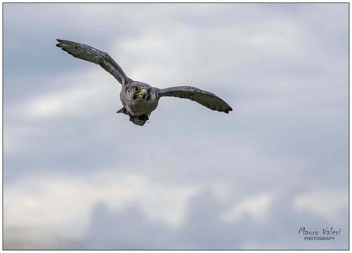 Sigma 150-600mm F5-6.3 DG OS HSM | S sample photo. Dsc photography