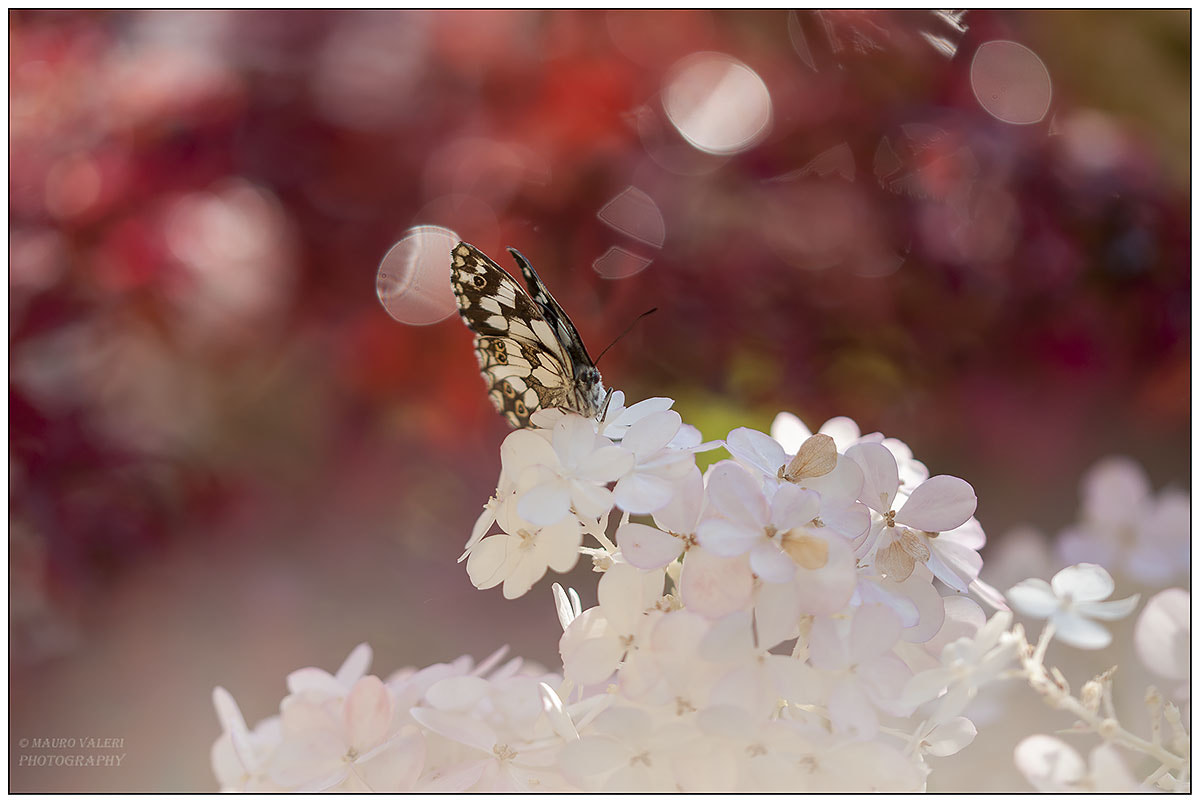 Sigma 105mm F2.8 EX DG OS HSM sample photo. Dsc photography