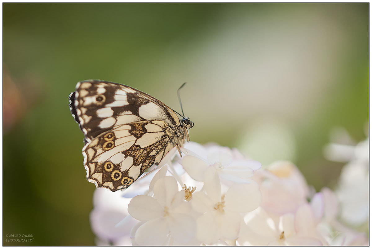 Sigma 105mm F2.8 EX DG OS HSM sample photo. Dsc photography