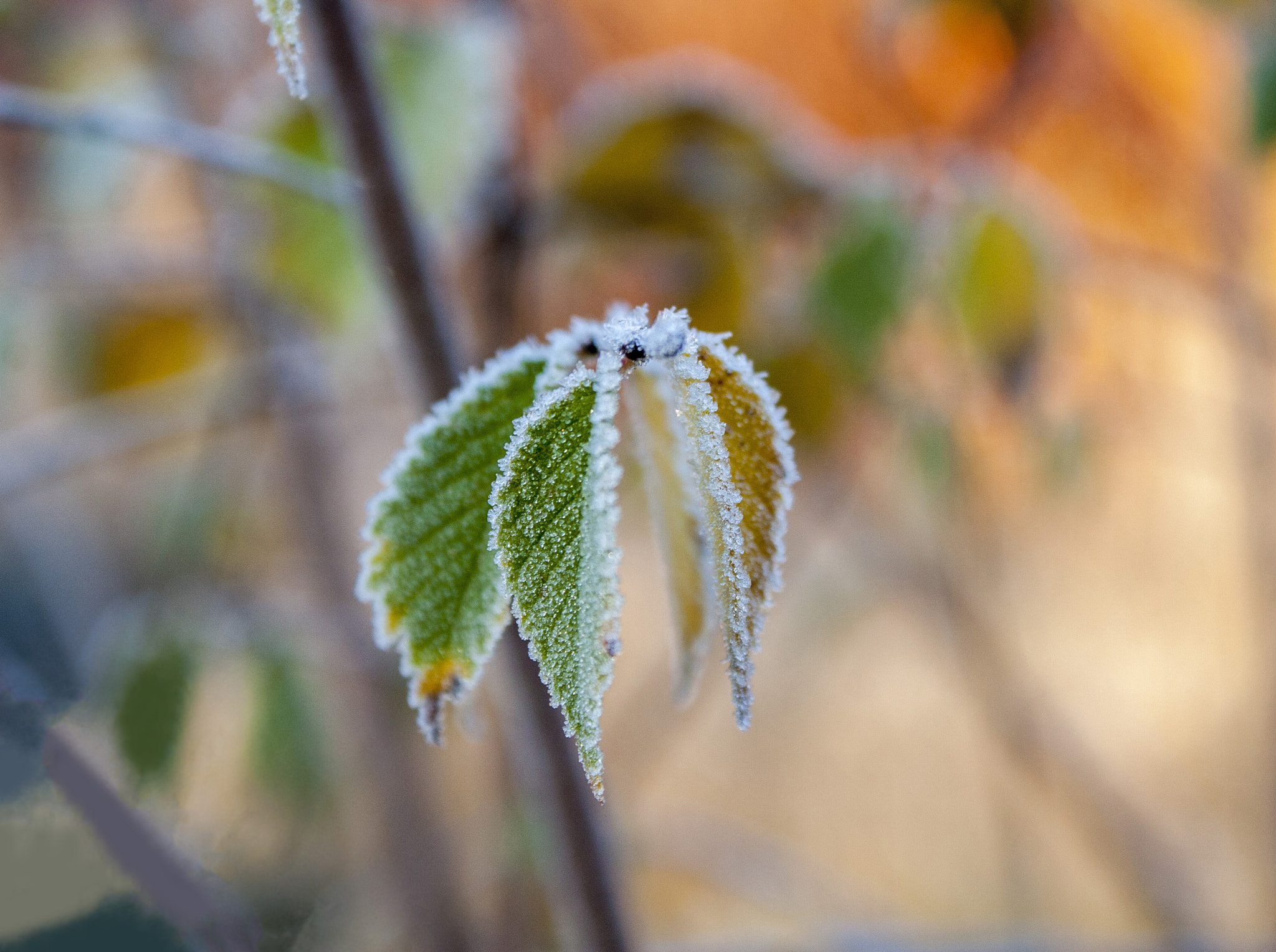 Canon EOS 30D sample photo. Img photography