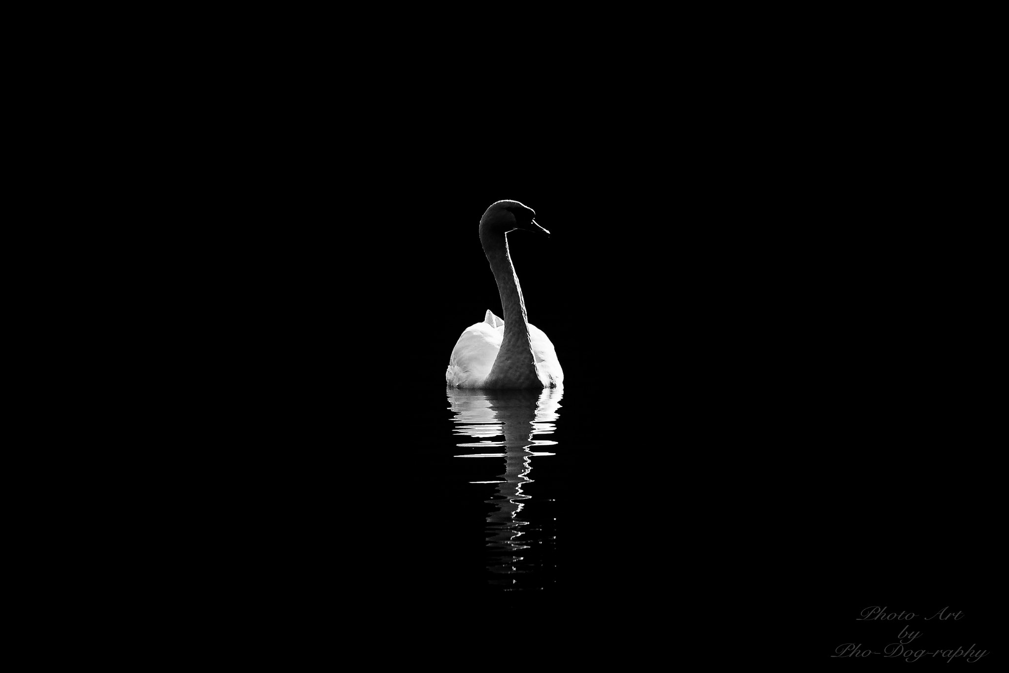 Canon EOS 100D (EOS Rebel SL1 / EOS Kiss X7) + Canon EF 70-200mm F4L USM sample photo. Black swan photography