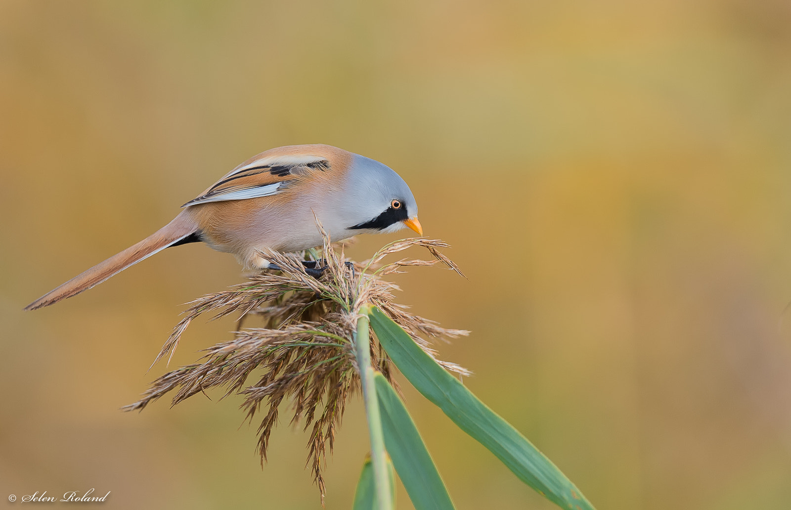 Nikon D4 + Nikon AF-S Nikkor 500mm F4G ED VR sample photo. Baardman - bearded tit photography