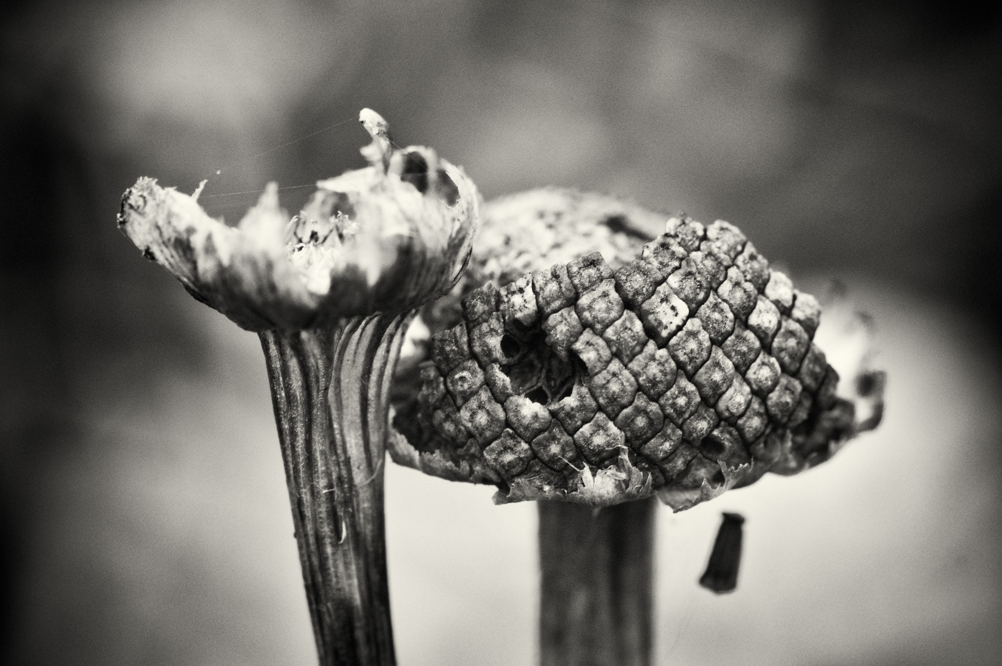 Pentax K-3 II + A Series Lens sample photo. Bwm seed pod 3 photography