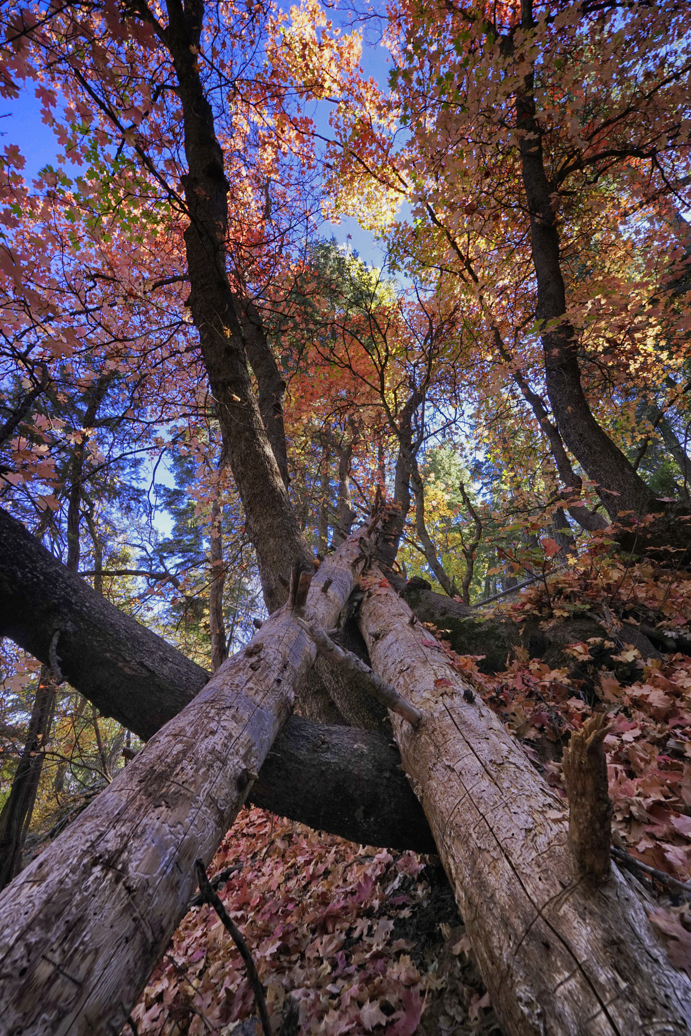 E 14mm F2.8 sample photo. Mt. graham fall impression photography