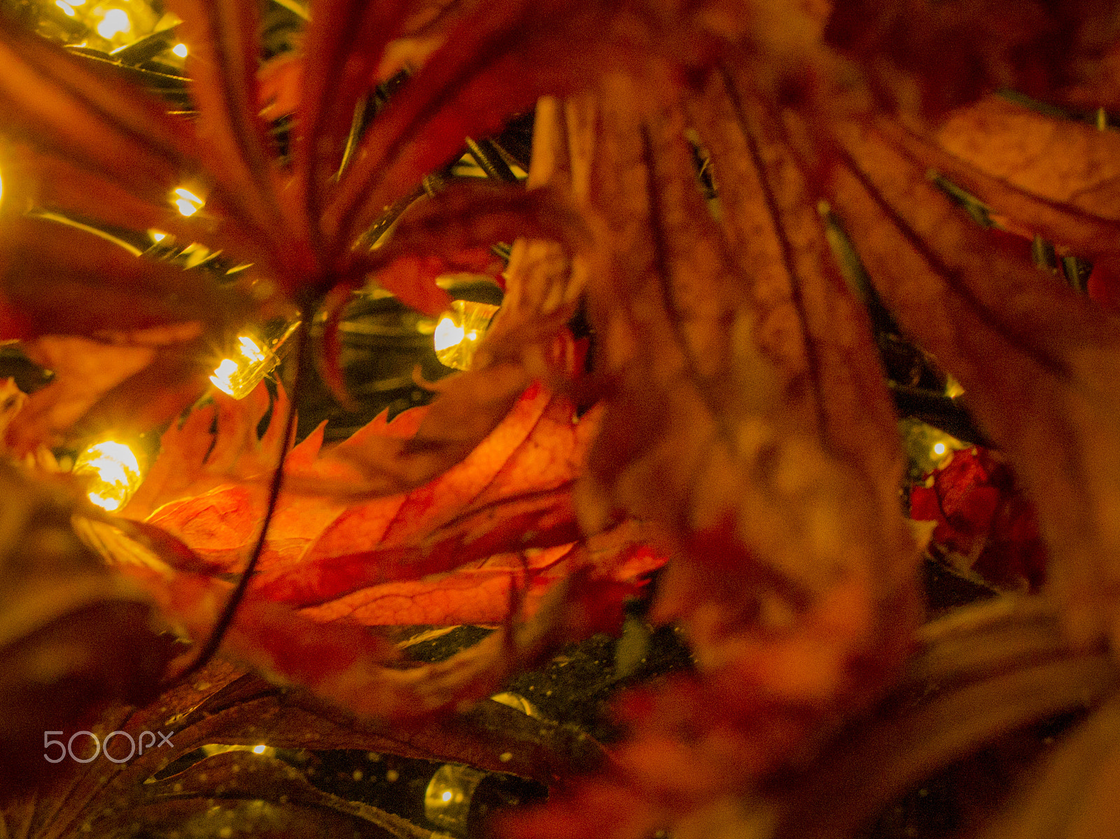 Tamron SP 35mm F1.8 Di VC USD sample photo. Happy halloween photography