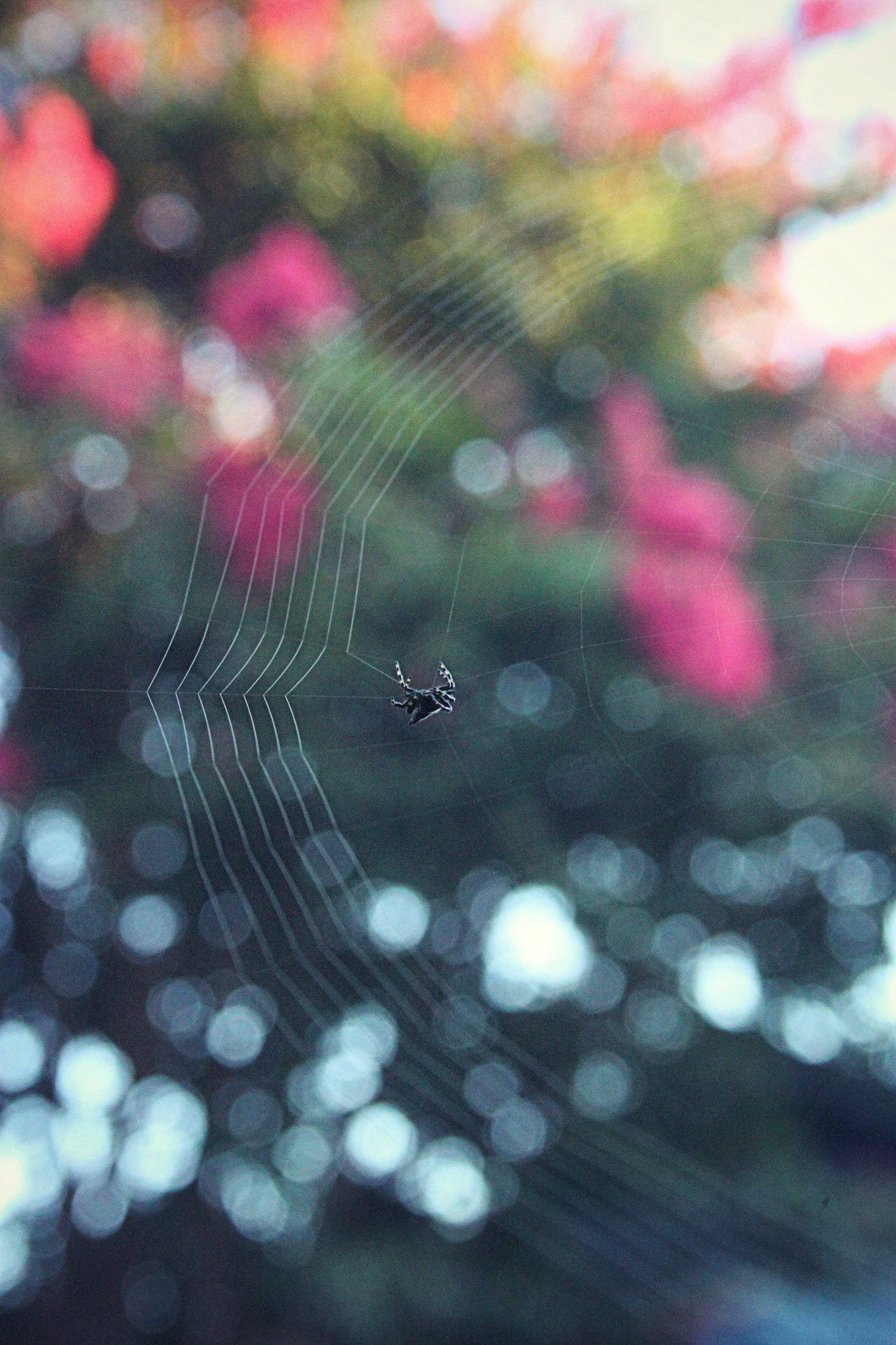 Canon EF-S 18-55mm F3.5-5.6 II sample photo. Busy spider in the crepe myrtles photography