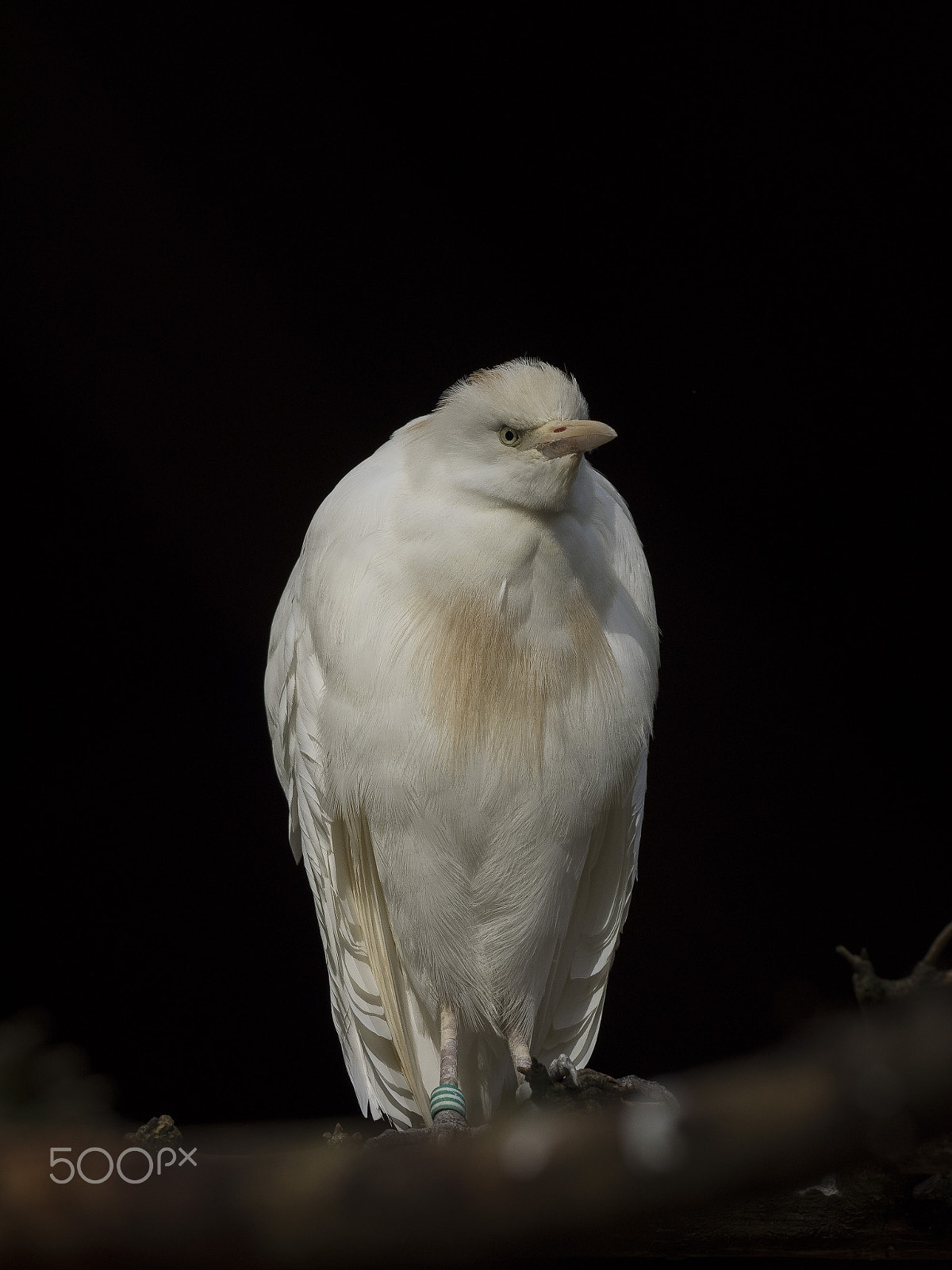 Olympus OM-D E-M1 + OLYMPUS M.300mm F4.0 sample photo. Cattle egret photography