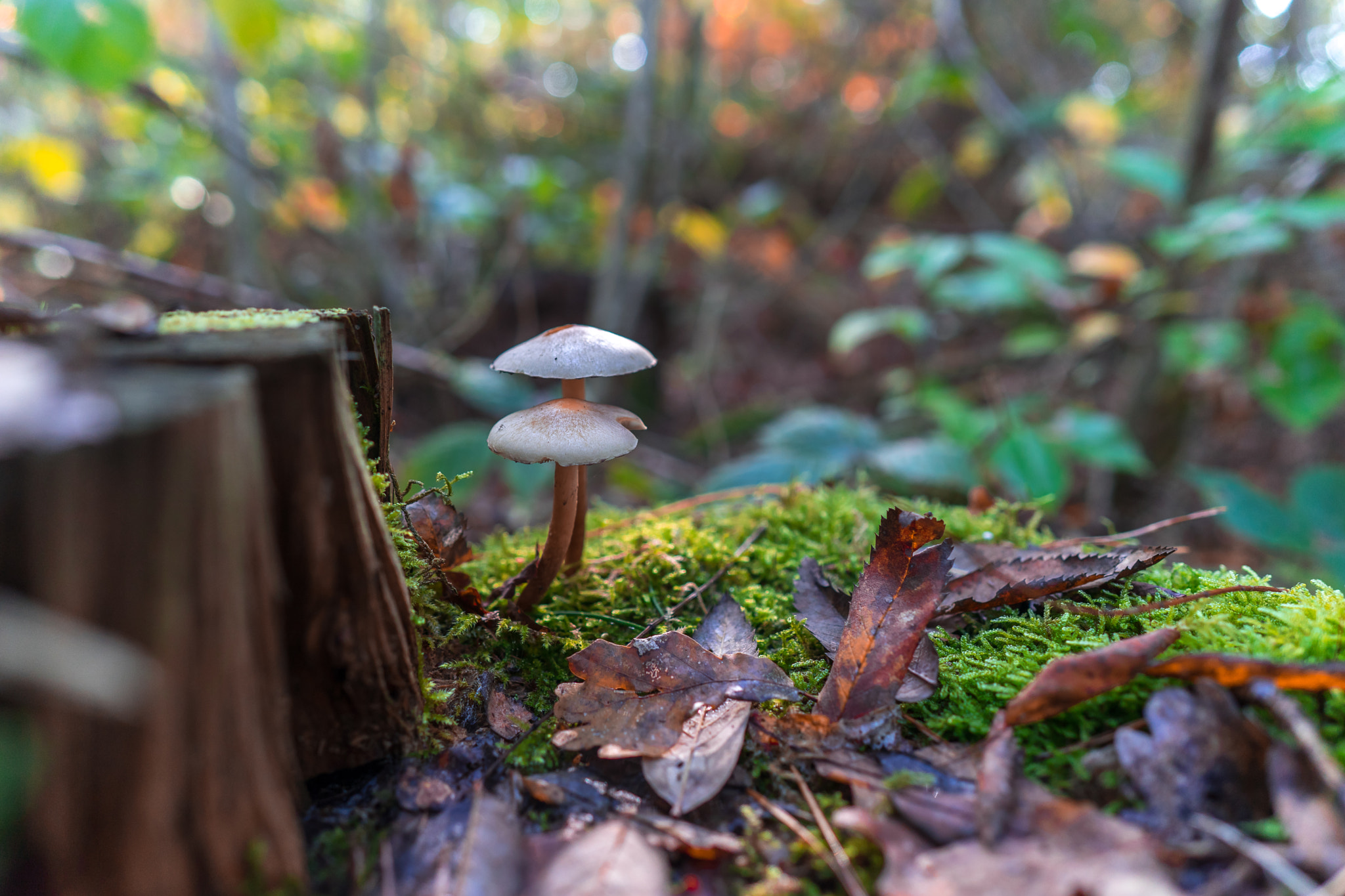 Sony a7 II + ZEISS Batis 25mm F2 sample photo. Mushrooms photography