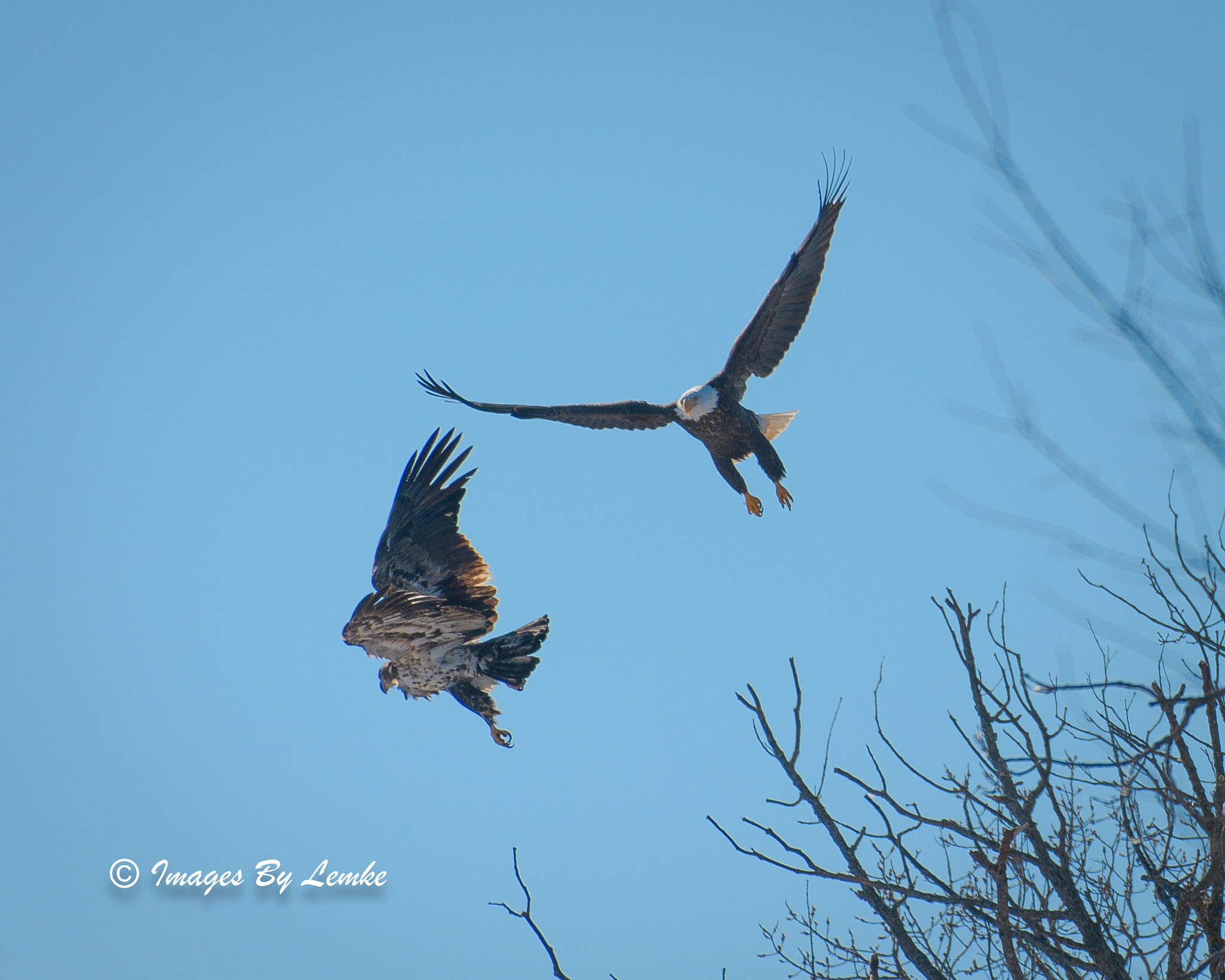 Nikon AF-S Nikkor 200-500mm F5.6E ED VR sample photo. Don't upset the king photography