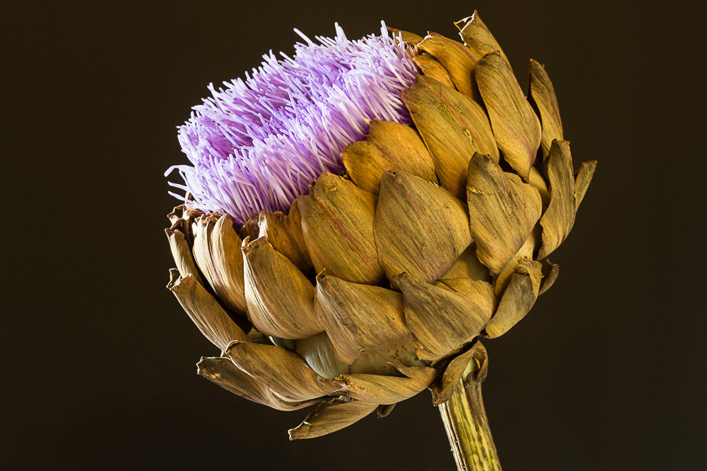 Sigma 105mm F2.8 EX DG OS HSM sample photo. Artischocke photography
