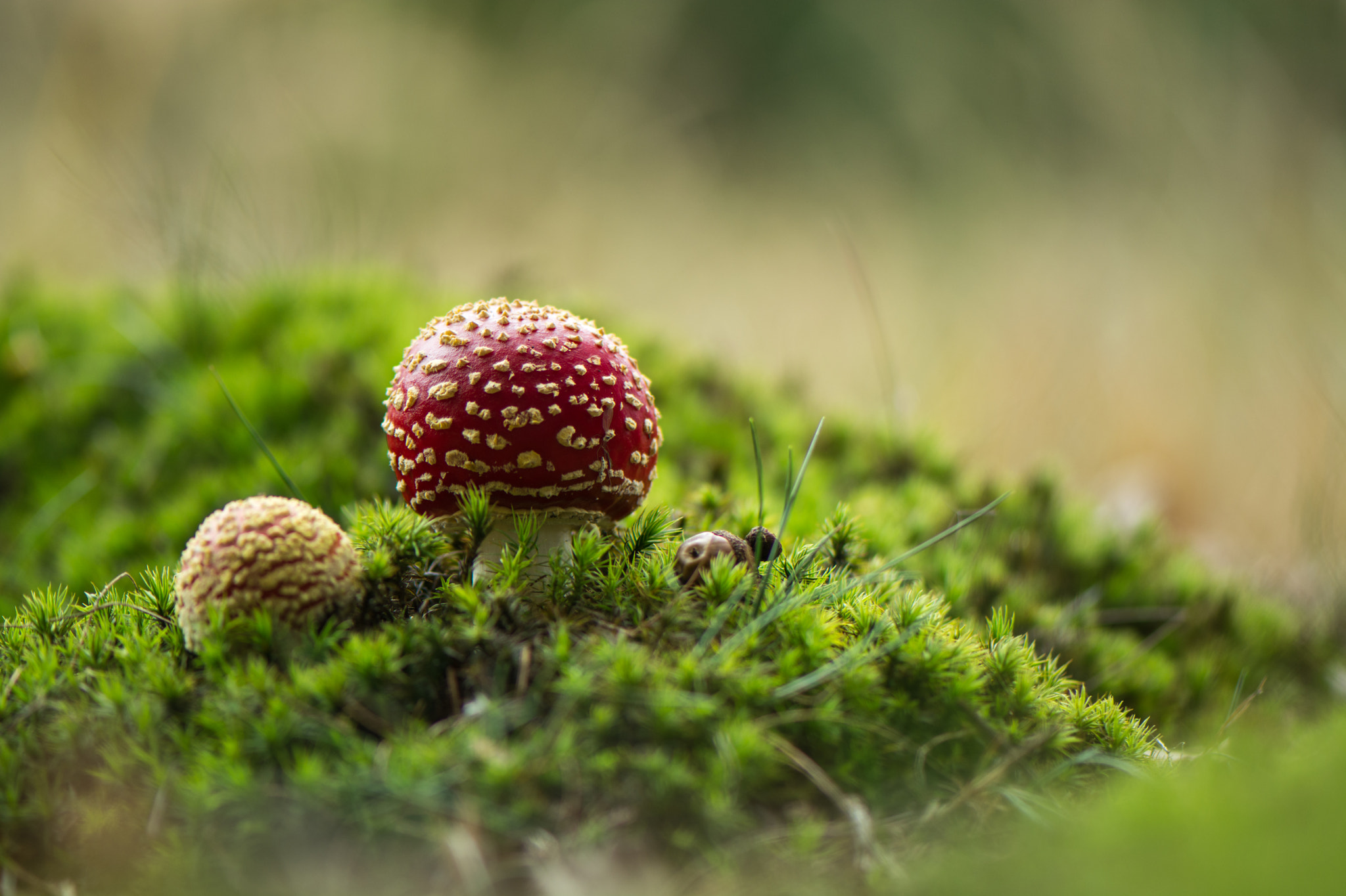 Nikon AF-S Micro-Nikkor 105mm F2.8G IF-ED VR sample photo. Amanita photography