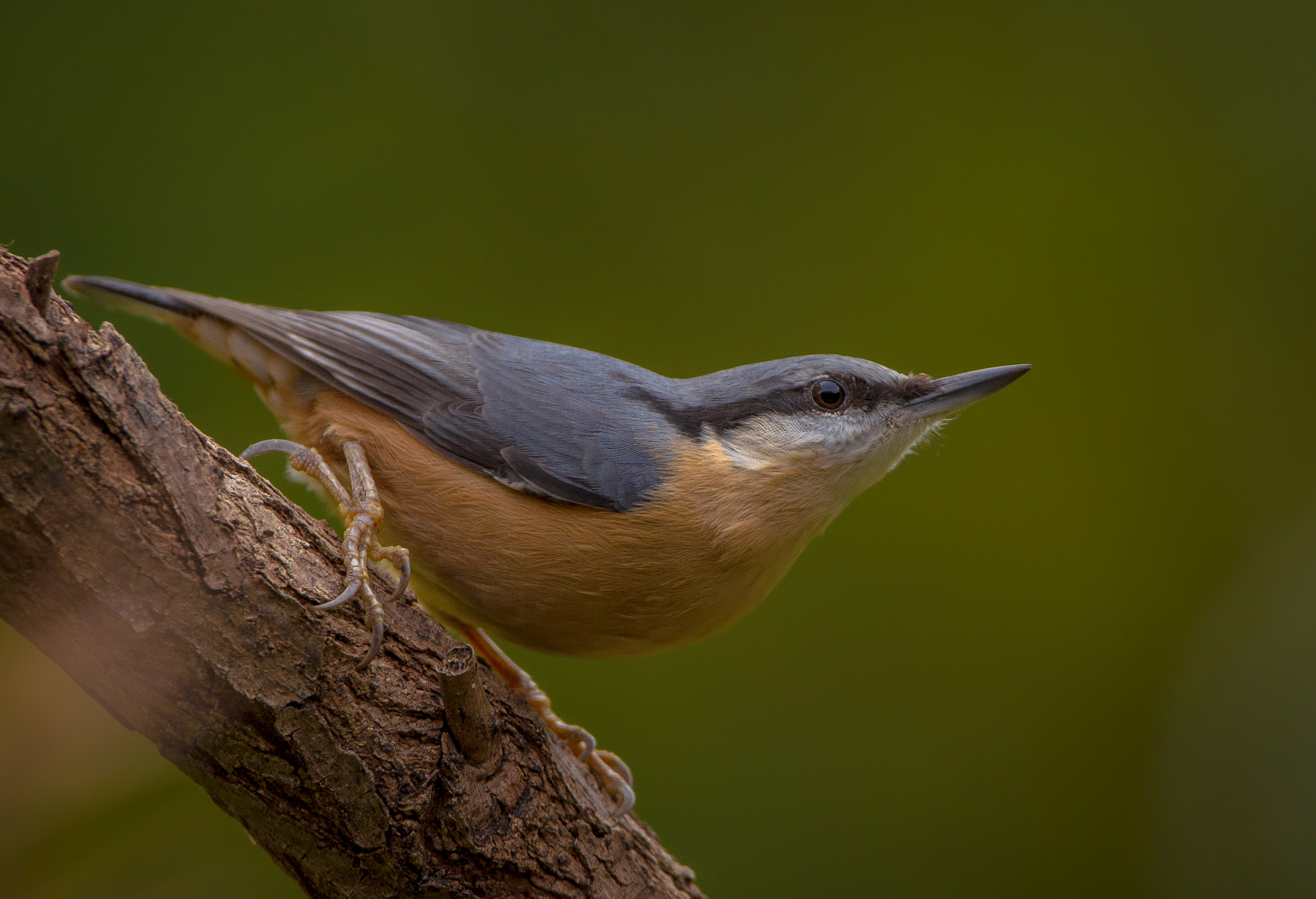 Sigma 150-600mm F5-6.3 DG OS HSM | C sample photo. Nuthatch photography