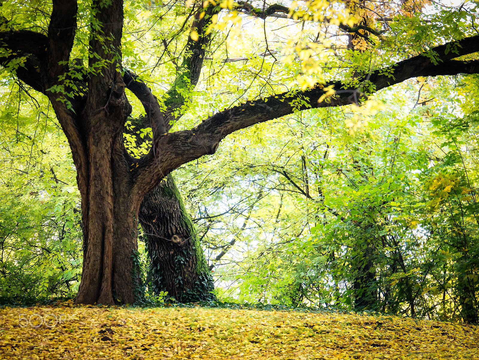 Panasonic Lumix DMC-G7 sample photo. Autumn embrace photography