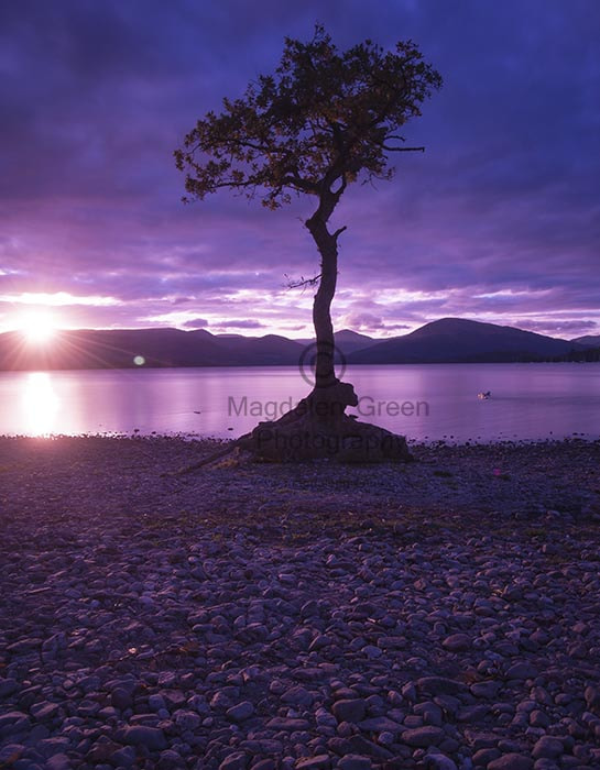 Nikon D700 sample photo. Sun dips over the mountains and glistens on the lone tree at mil photography