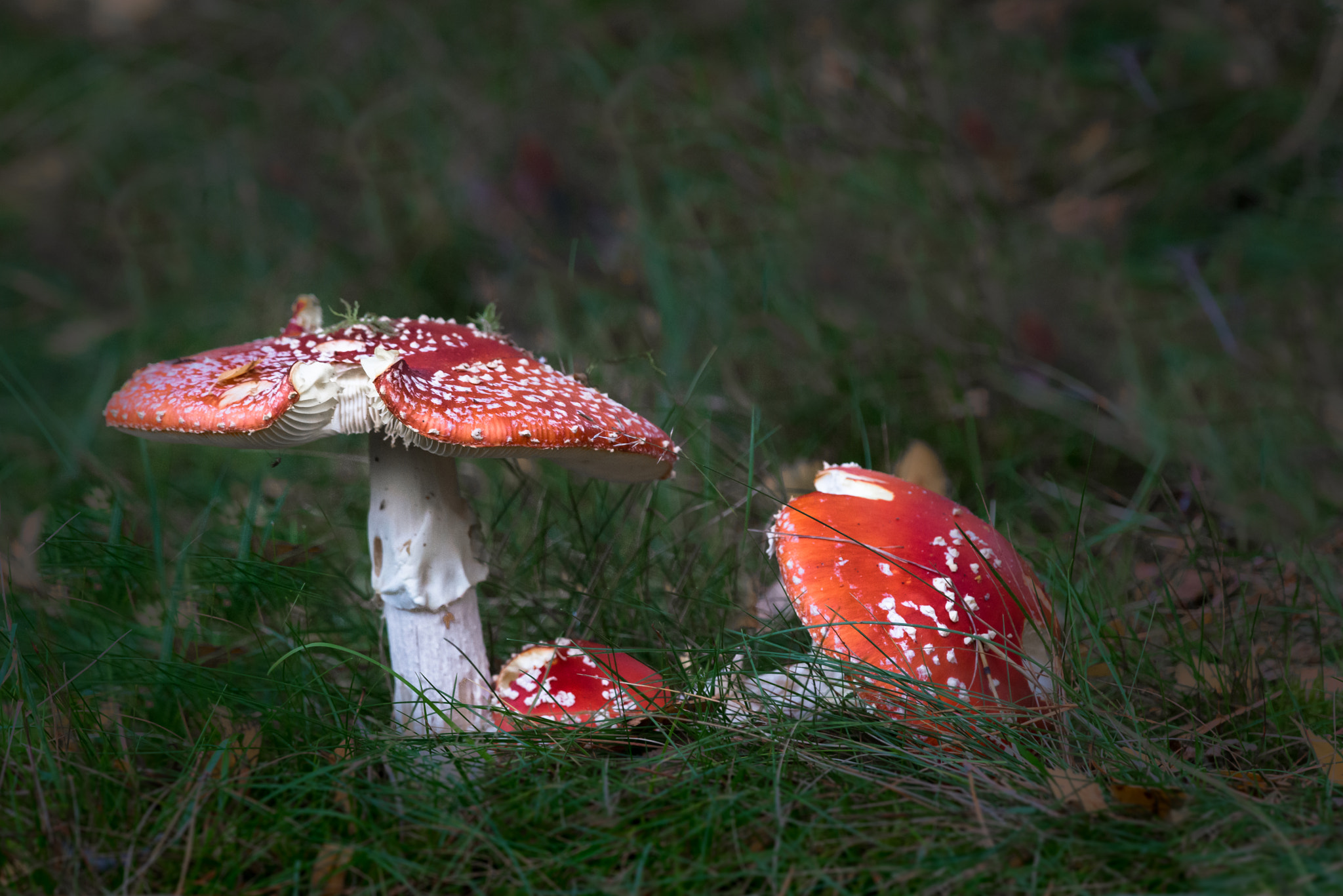 Nikon D800 + Nikon AF-S Nikkor 300mm F4D ED-IF sample photo. Fly agaric - poisonous mushroom photography