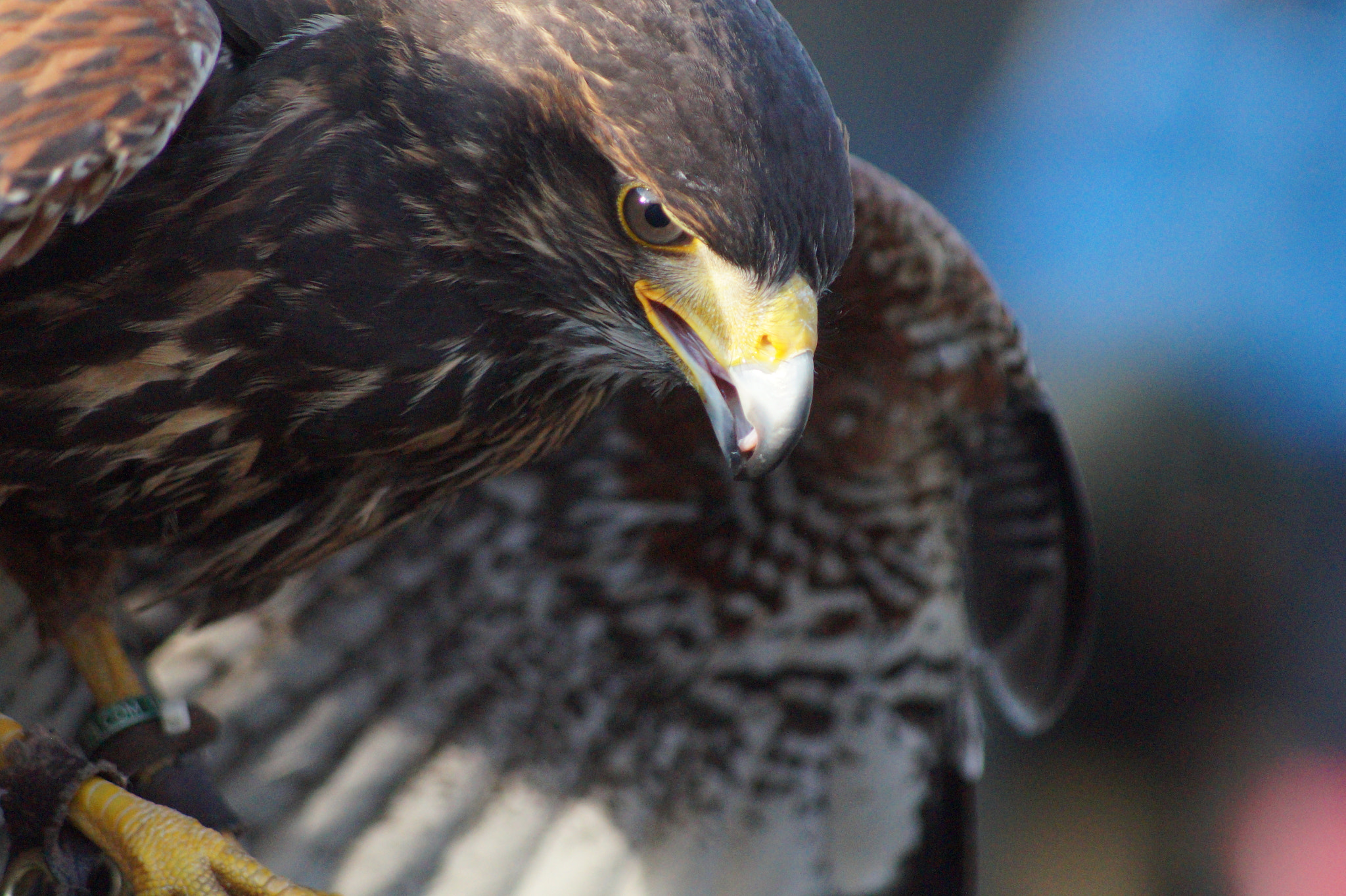Sony 75-300mm F4.5-5.6 sample photo. Hawk landing photography