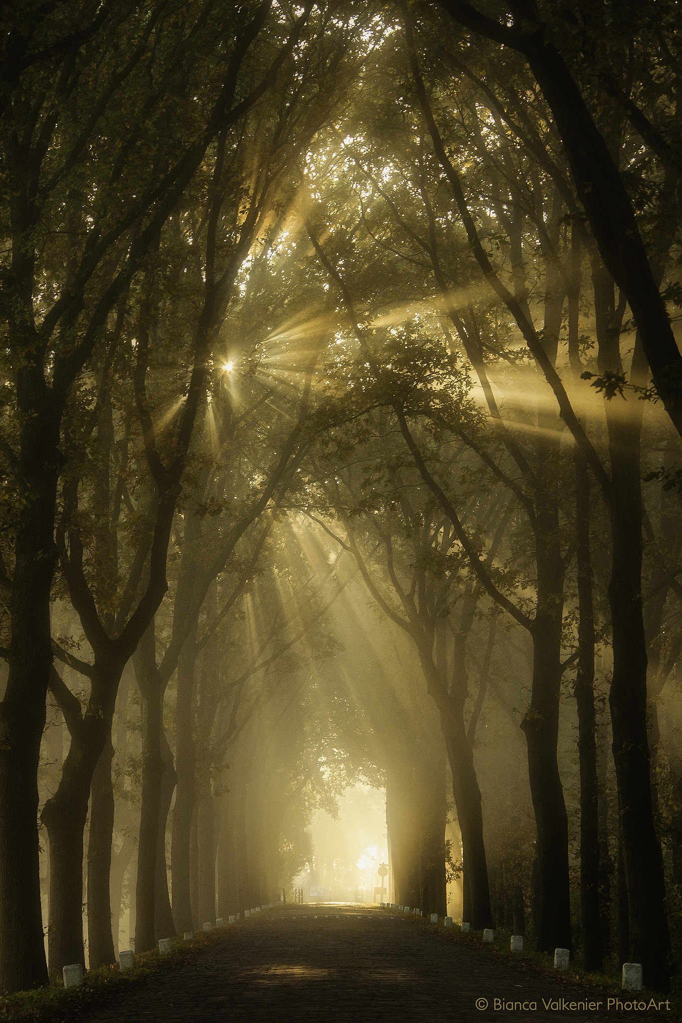 Canon EF 28-300mm F3.5-5.6L IS USM sample photo. Misty sunrays! photography