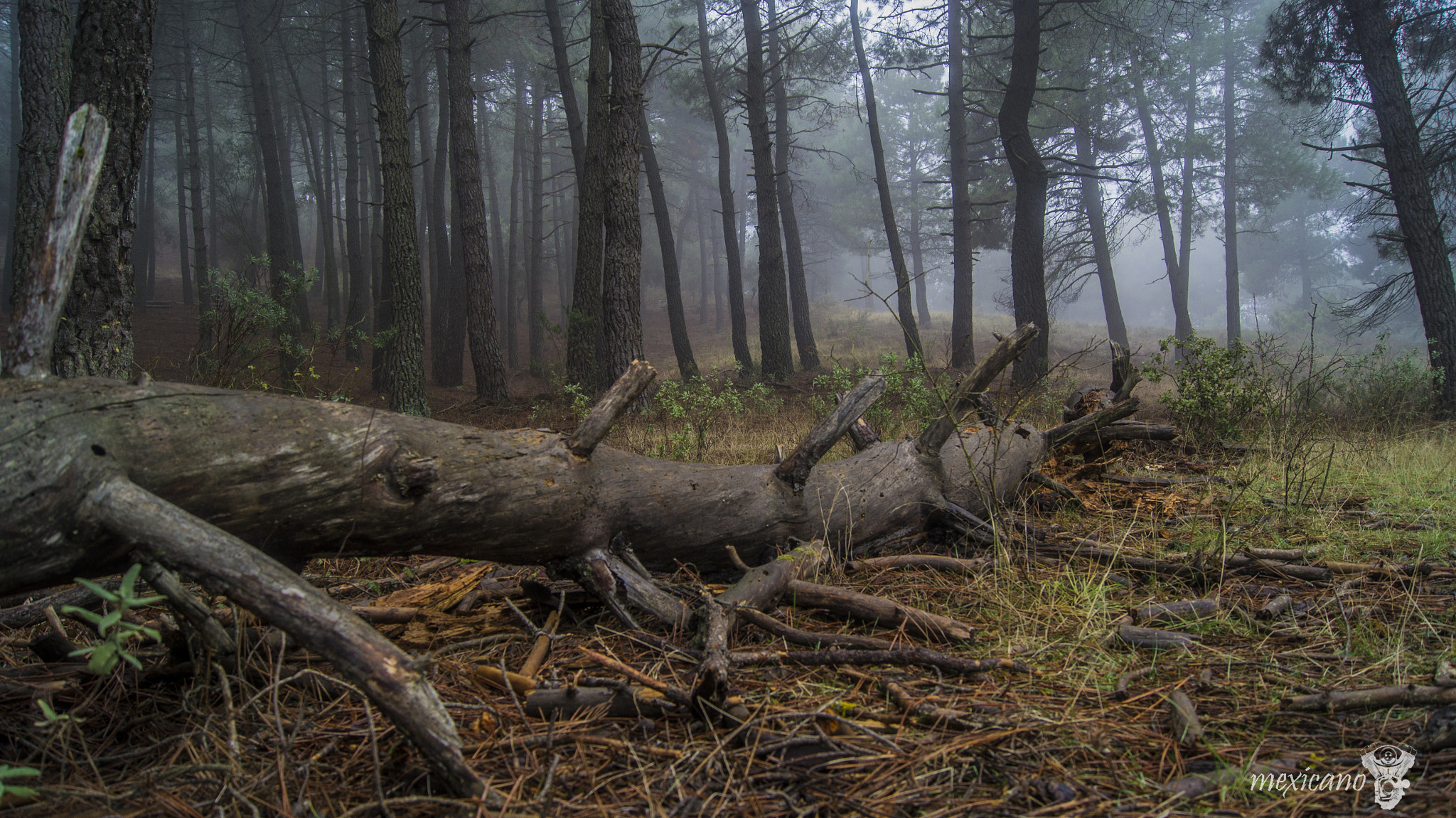 Sony Alpha DSLR-A580 sample photo. Niebla en el bosque photography