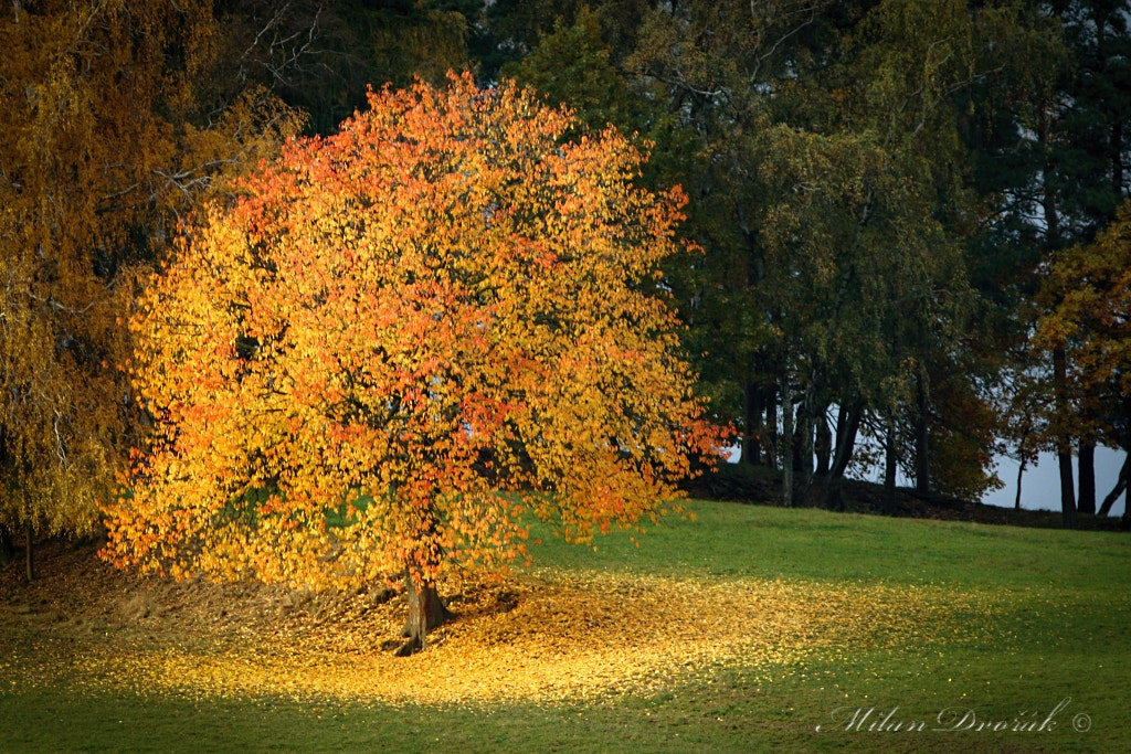 Canon EOS 7D Mark II + Canon EF 300mm F2.8L IS USM sample photo. Just the colors of autumn photography