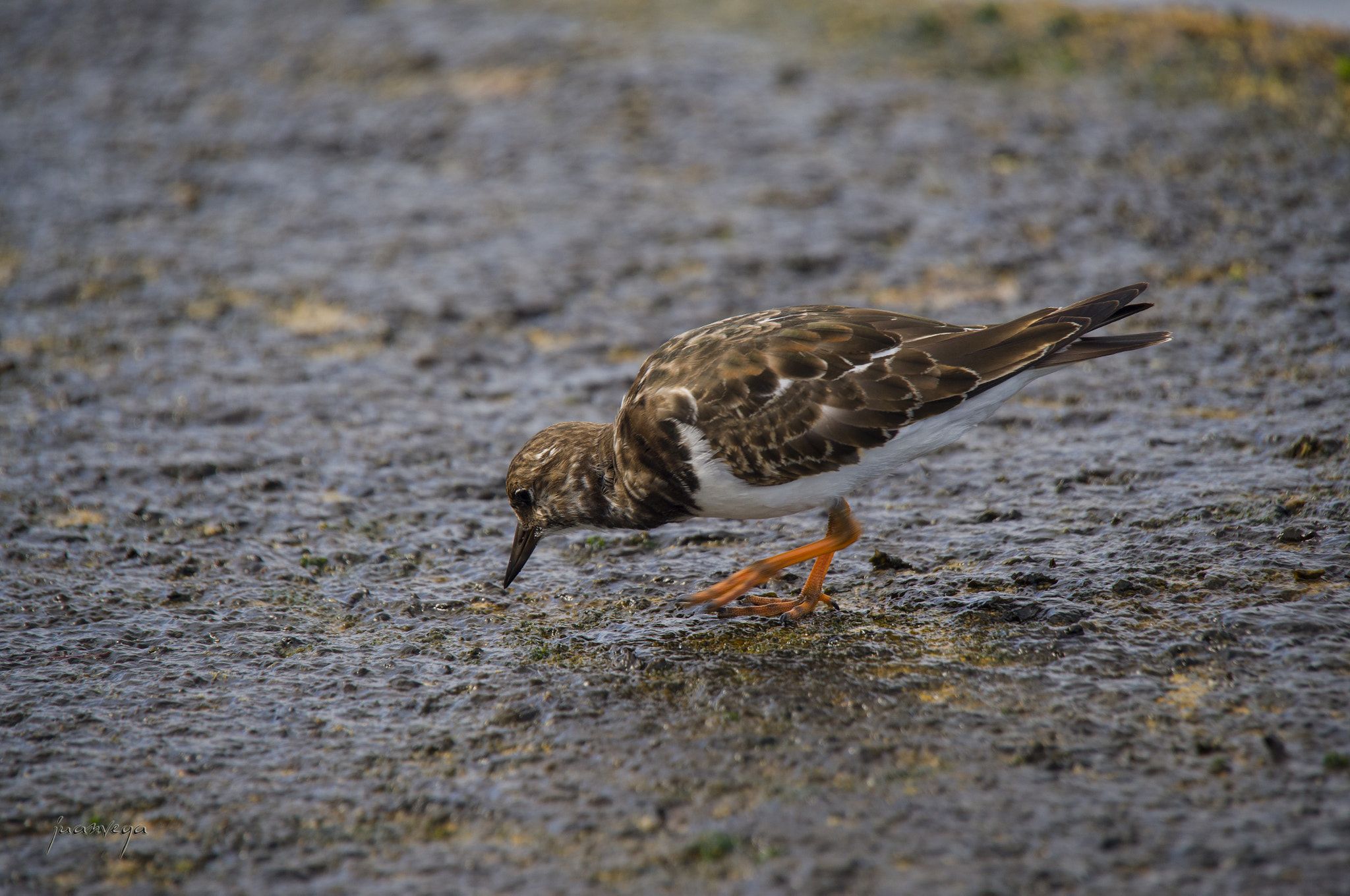 Sony Alpha DSLR-A850 + Minolta AF 300mm F2.8 HS-APO G sample photo. Vuelve piedras photography