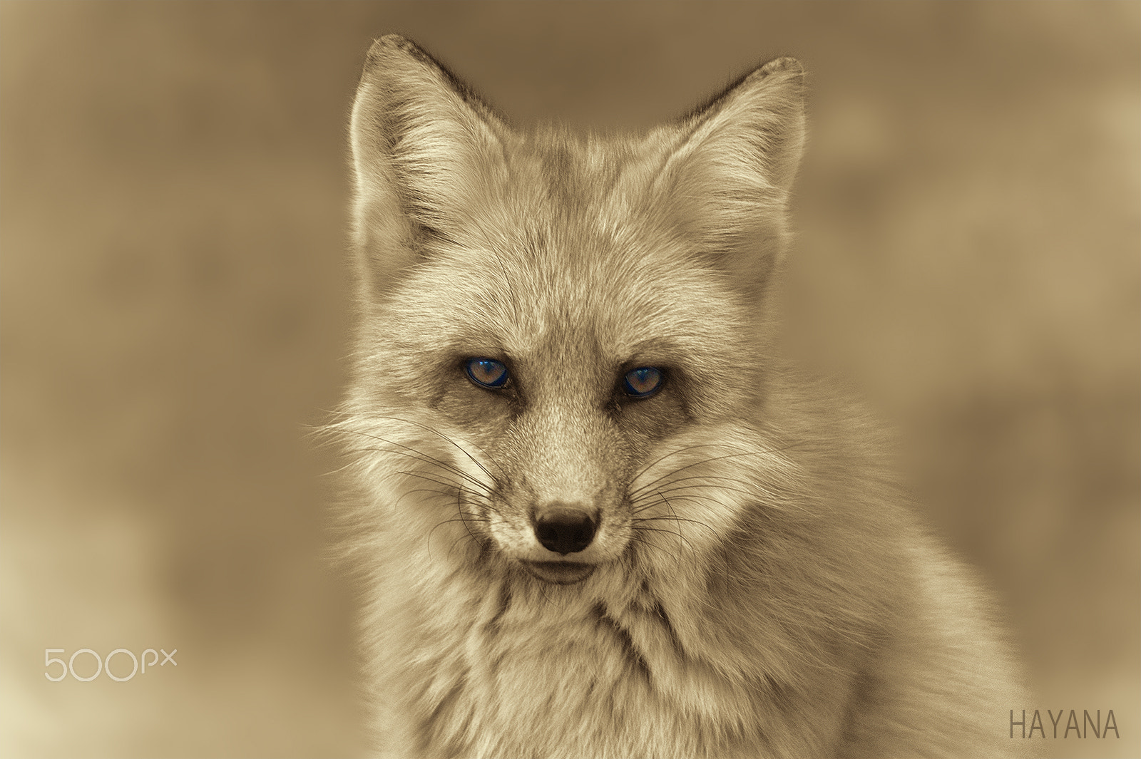 Nikon D3S sample photo. Red fox photography