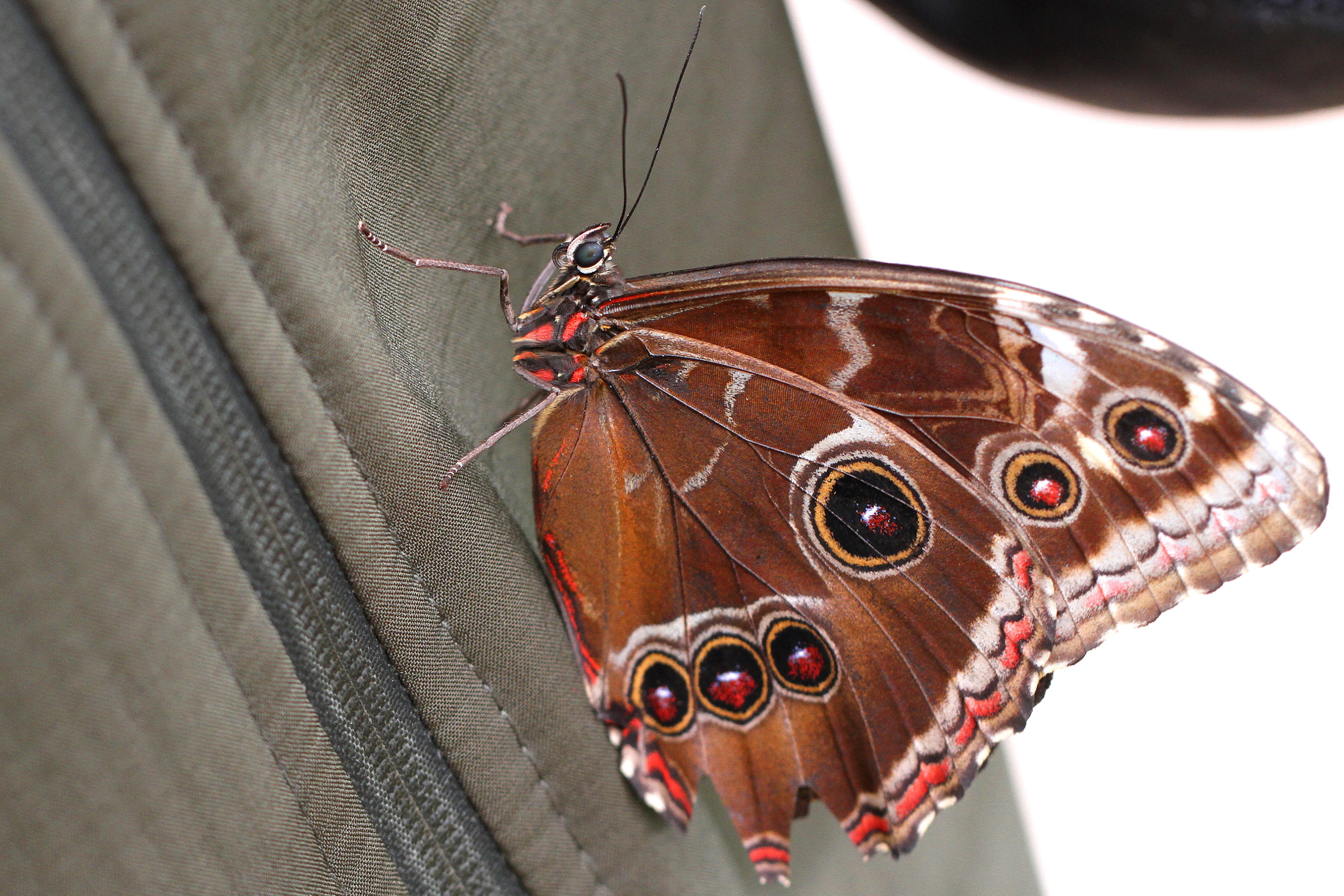 Canon EF 100mm F2.8L Macro IS USM sample photo. Owl butterfly photography