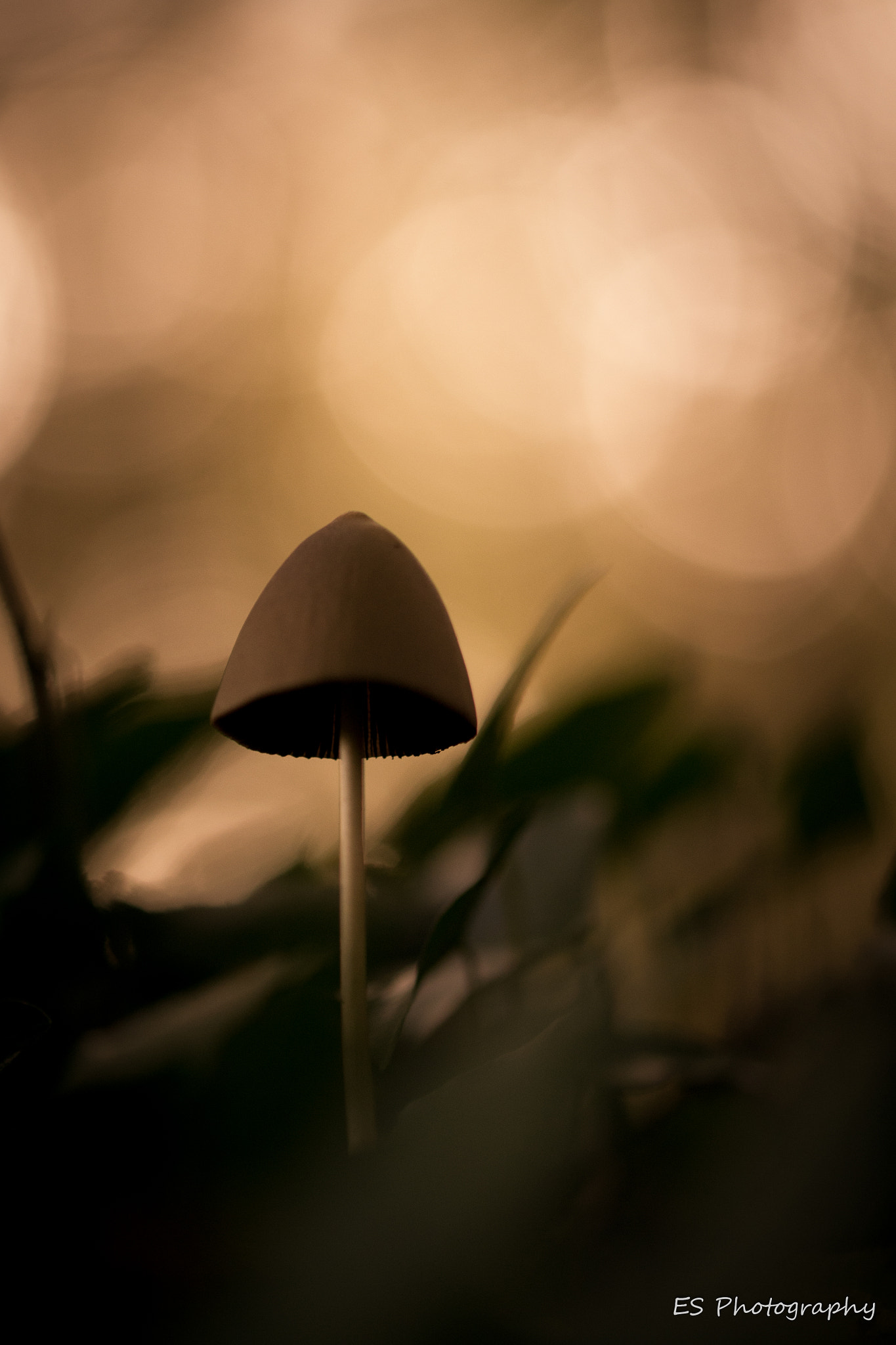 Sigma 105mm F2.8 EX DG OS HSM sample photo. Mushroom photography