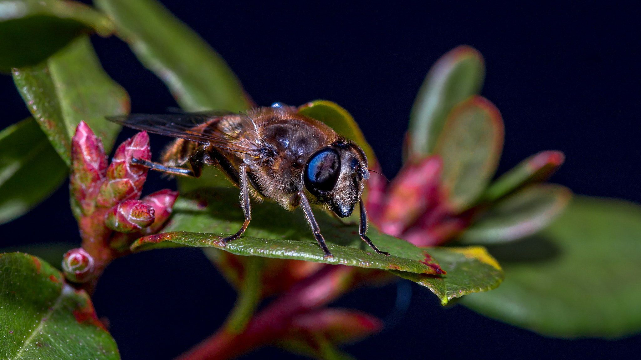 Sony SLT-A58 + 105mm F2.8 sample photo. Blind bee photography