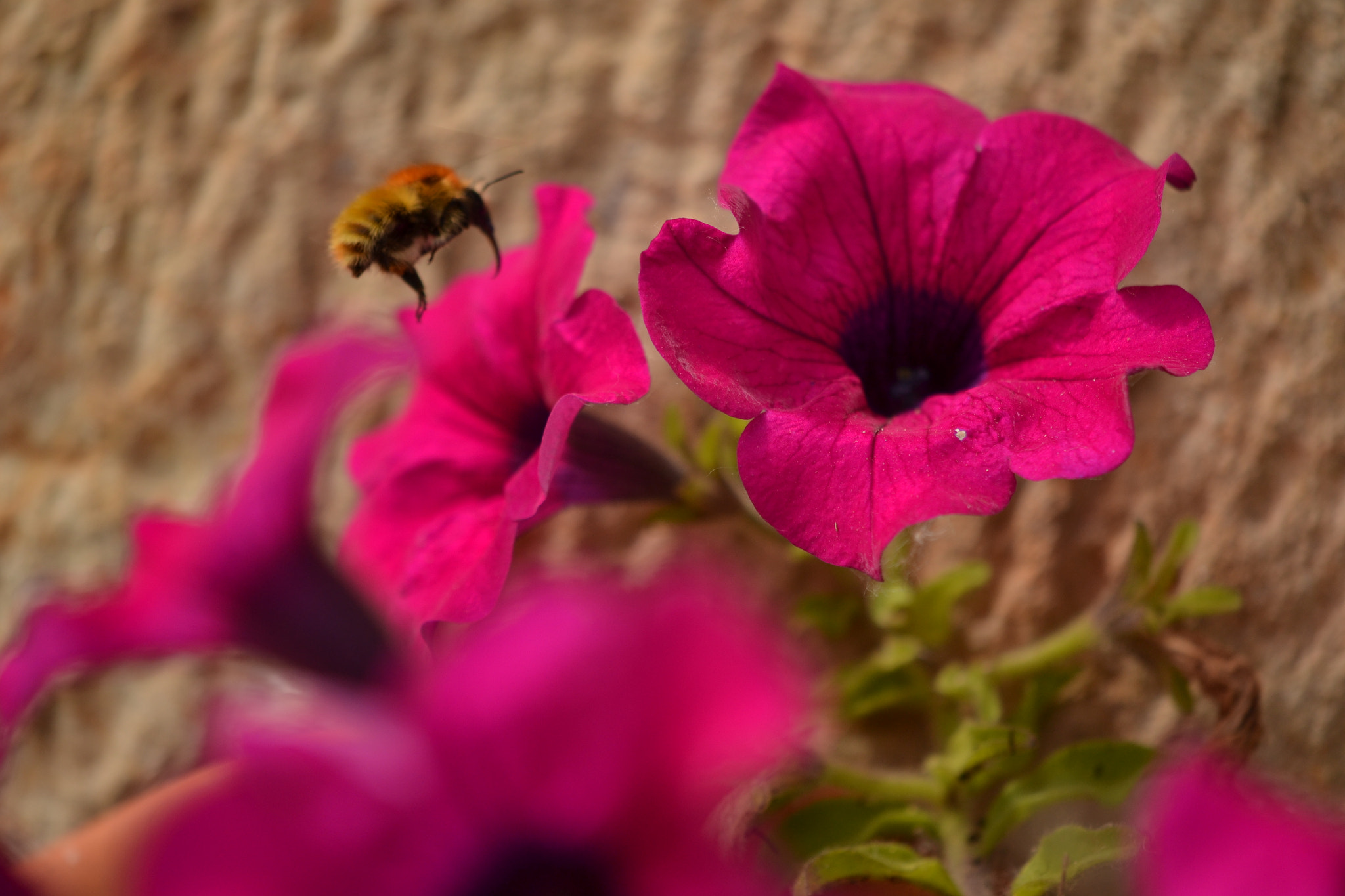 Nikon AF-S DX Micro-Nikkor 85mm F3.5G ED VR sample photo. Dsc photography