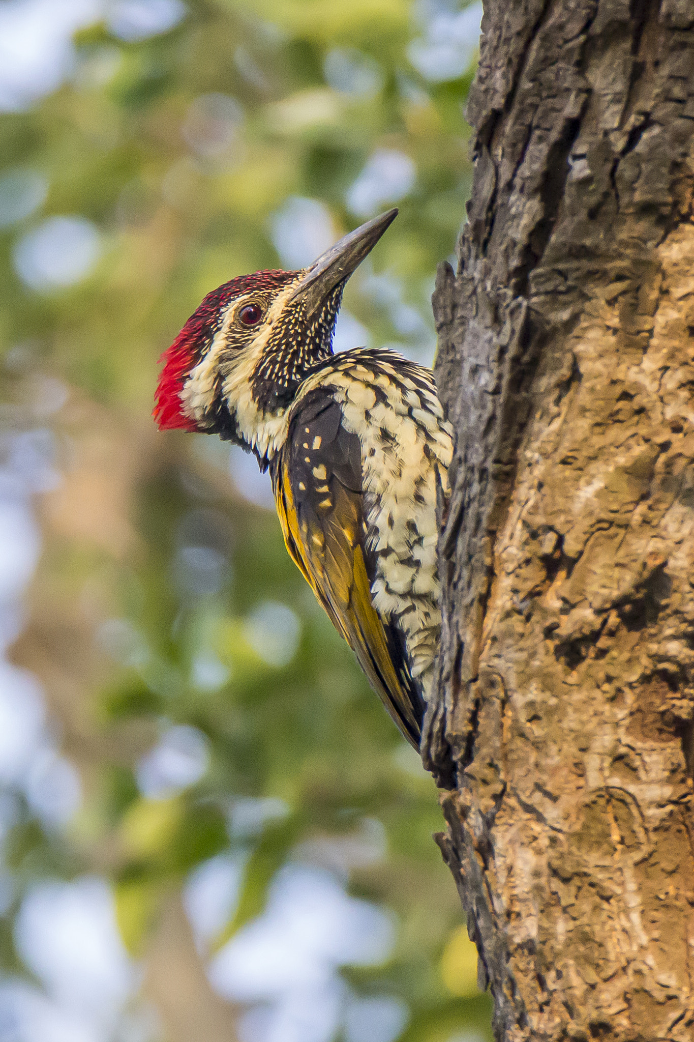 Tamron SP 150-600mm F5-6.3 Di VC USD sample photo. Indian woodpecker • vadhwana • oct. 2016 photography