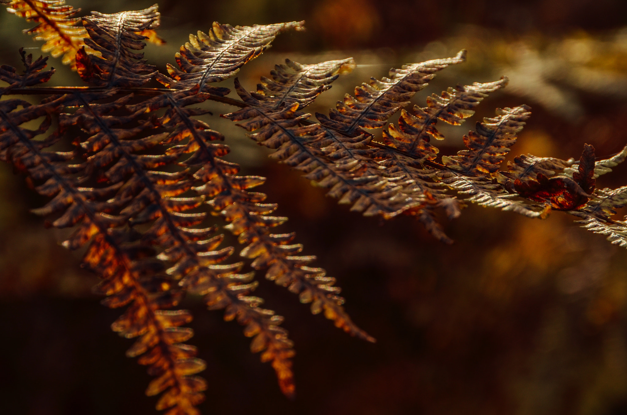 Sigma 18-250mm F3.5-6.3 DC OS HSM sample photo. Fern photography