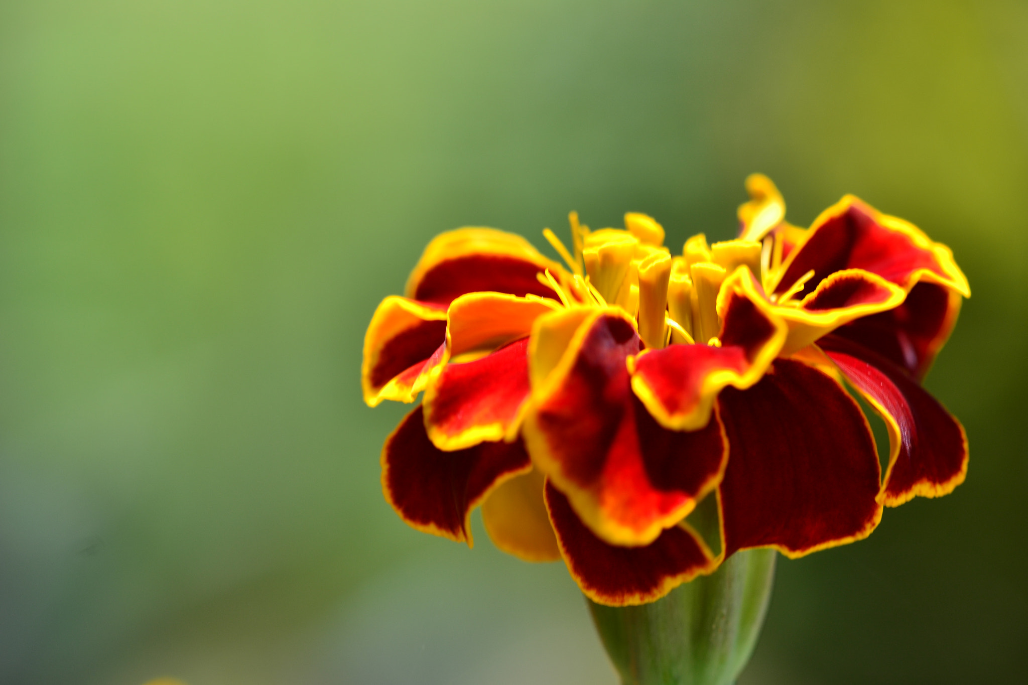 Nikon AF-S DX Micro-Nikkor 85mm F3.5G ED VR sample photo. Dsc photography
