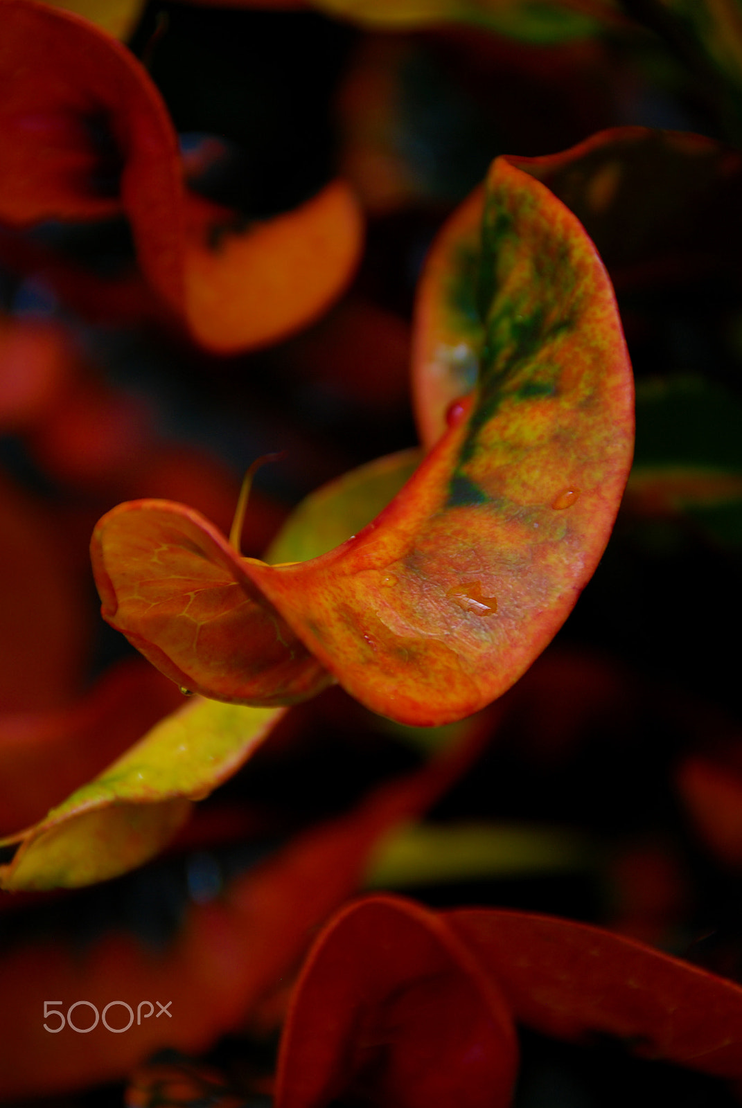 Nikon D80 sample photo. Leaf slide photography