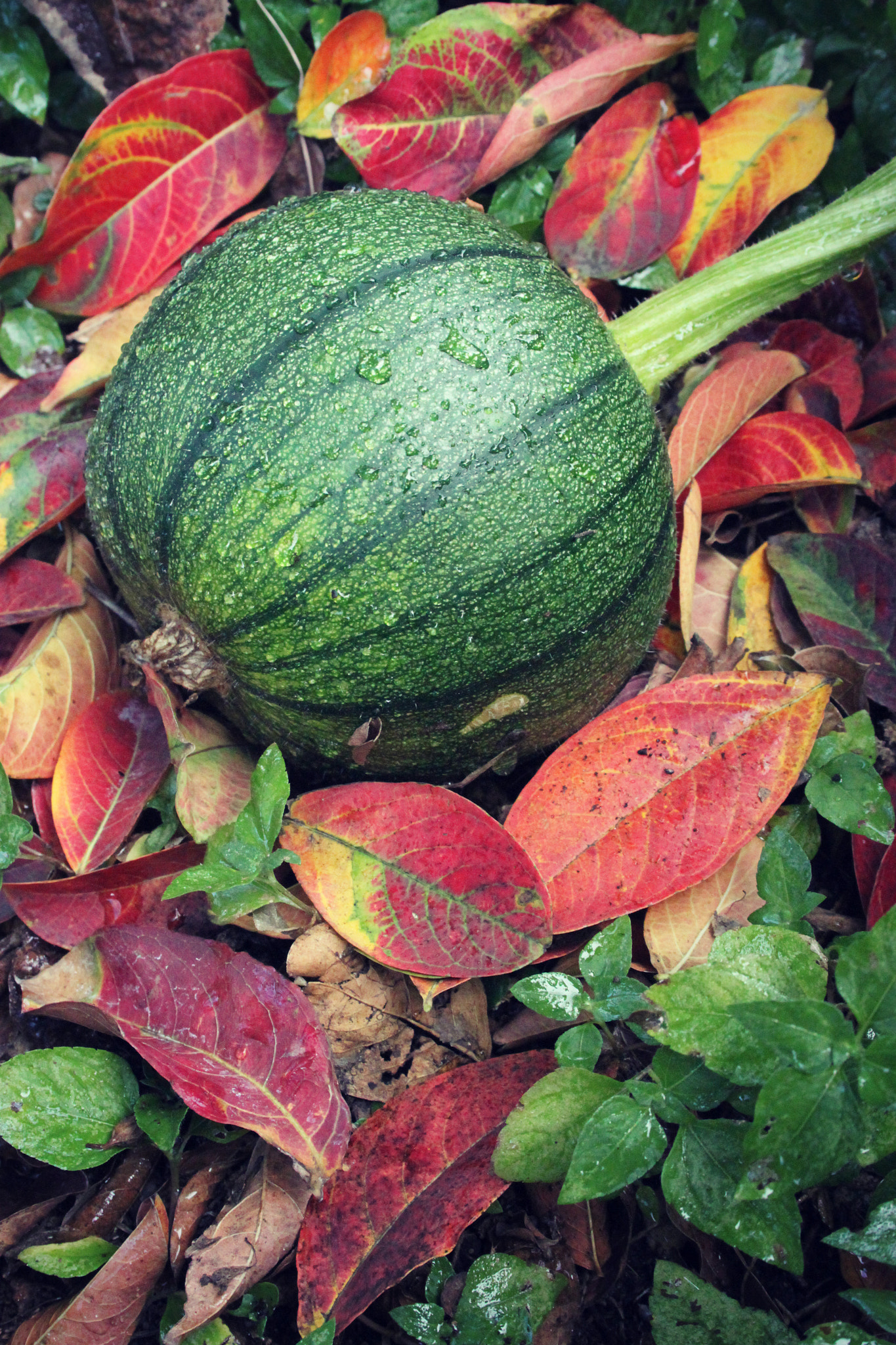 Canon EF-S 18-55mm F3.5-5.6 II sample photo. Little green pumpkin photography