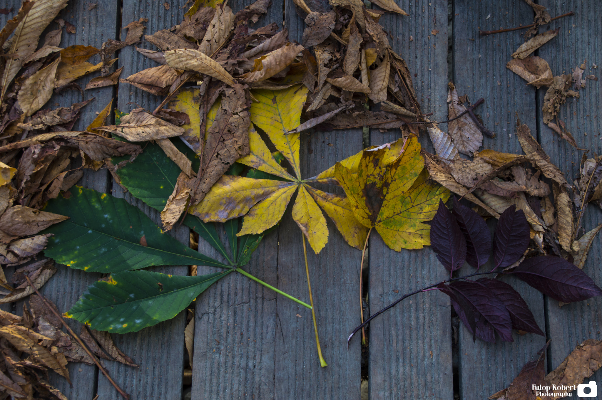 Nikon D3200 sample photo. Autumn photography