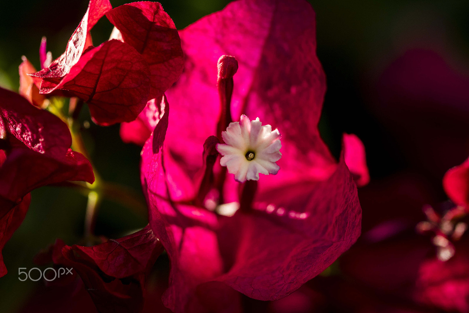 Canon EF 100mm F2.8L Macro IS USM sample photo. Buganvilla 2 photography