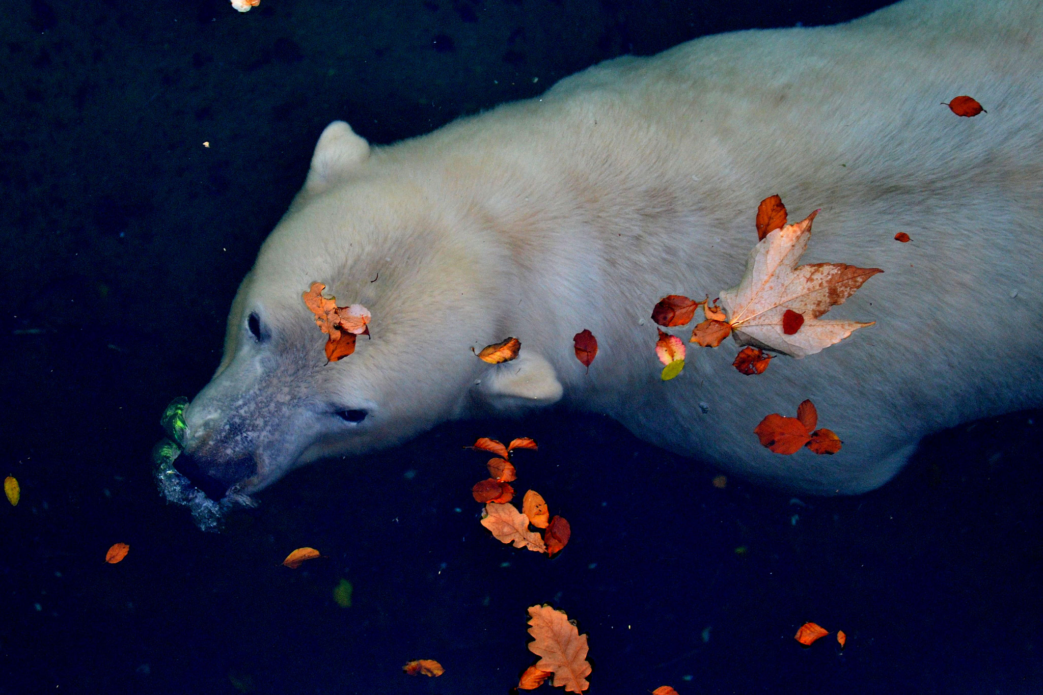 Nikon D3100 + Sigma 50-500mm F4.5-6.3 DG OS HSM sample photo. Eisbär underwater photography