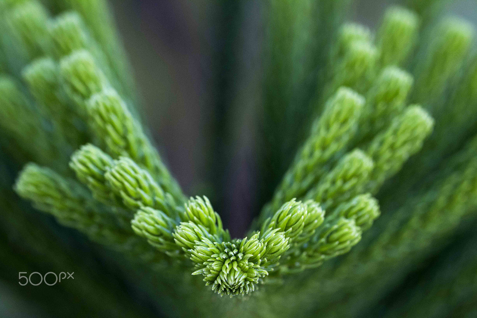 Canon EF 100mm F2.8L Macro IS USM sample photo. Just a tree photography