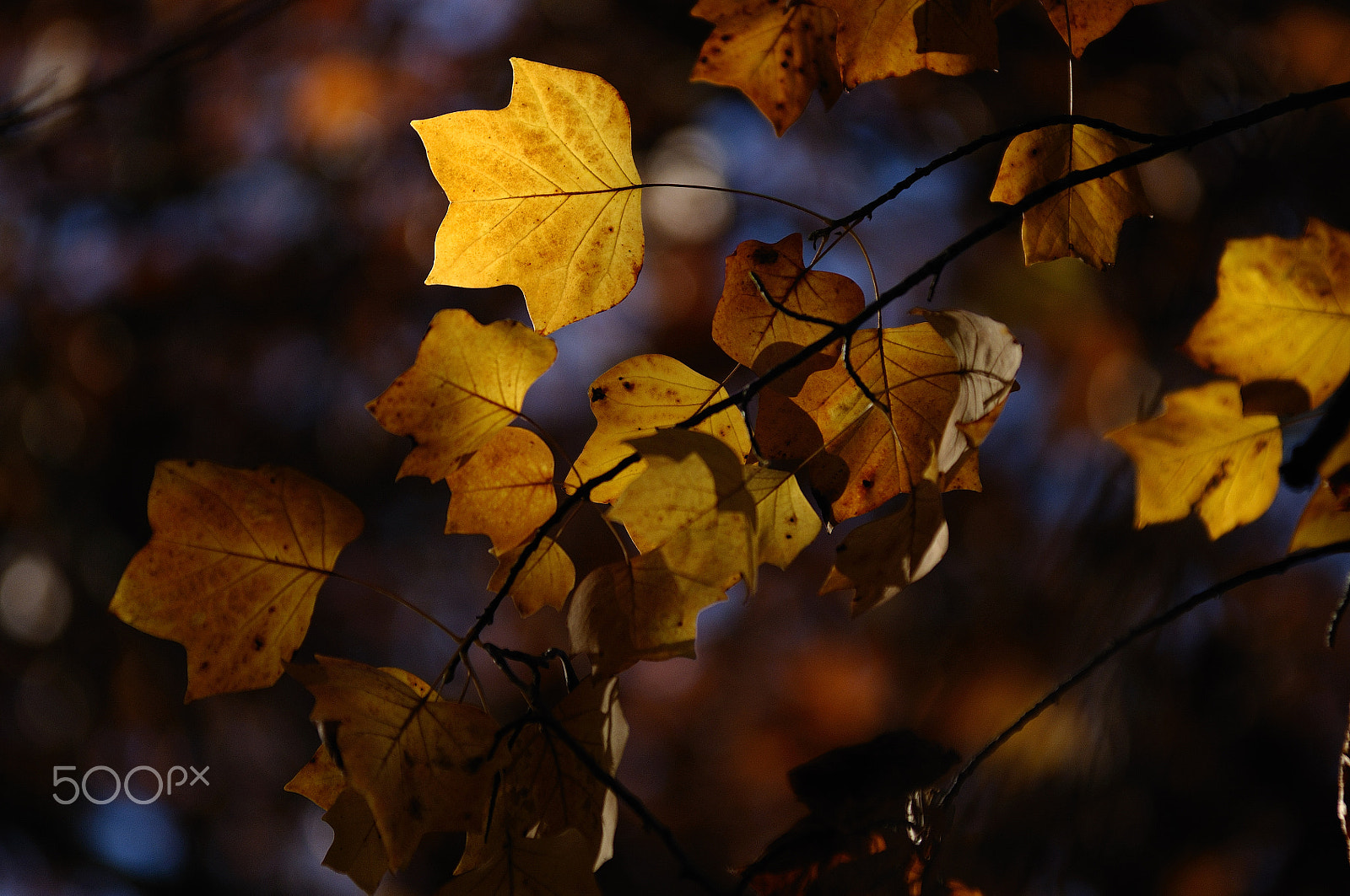Nikon AF-Nikkor 80-200mm F2.8D ED sample photo. Automne photography
