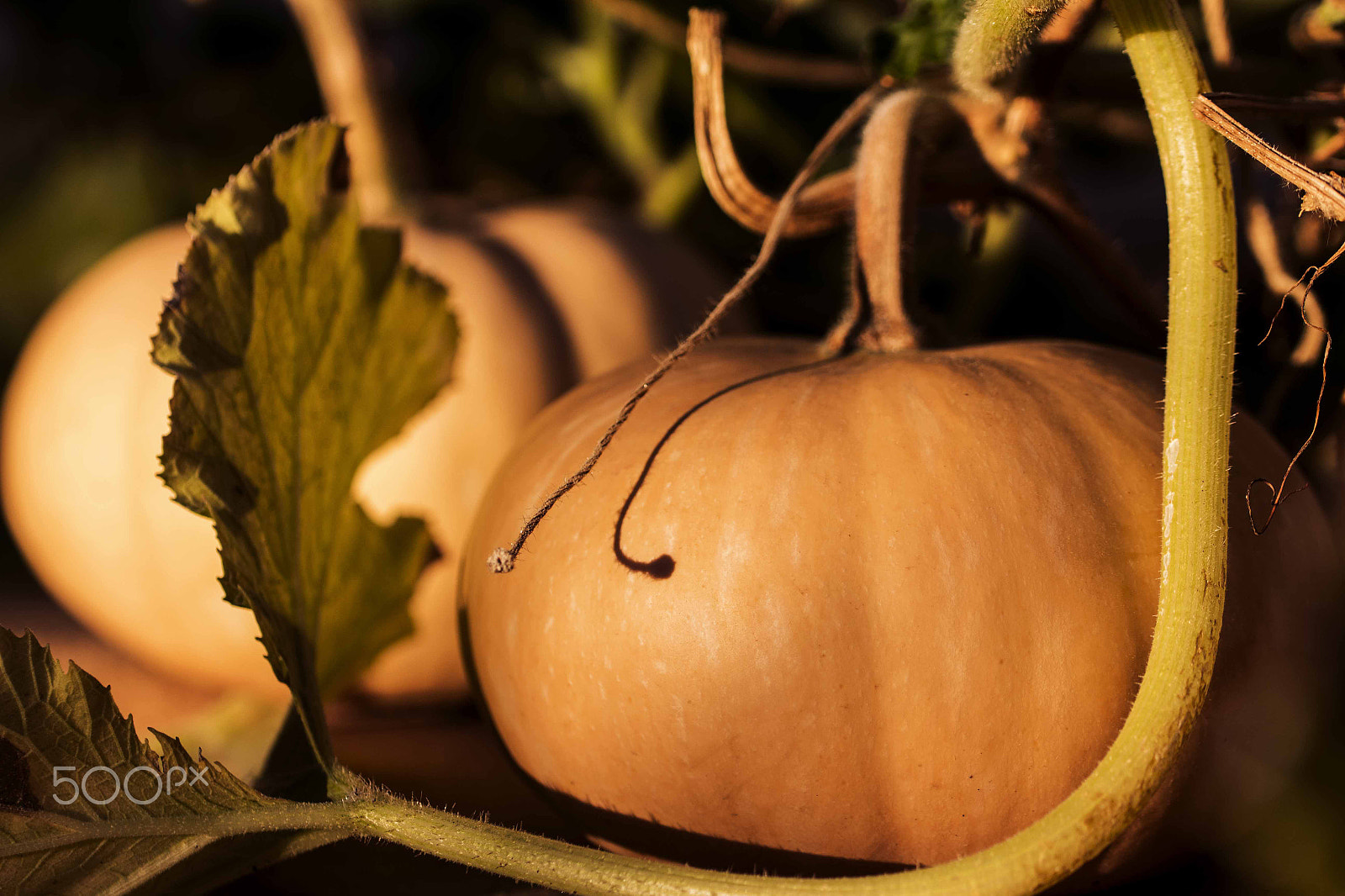 Canon EF 100mm F2.8L Macro IS USM sample photo. Pumpkin 1 photography