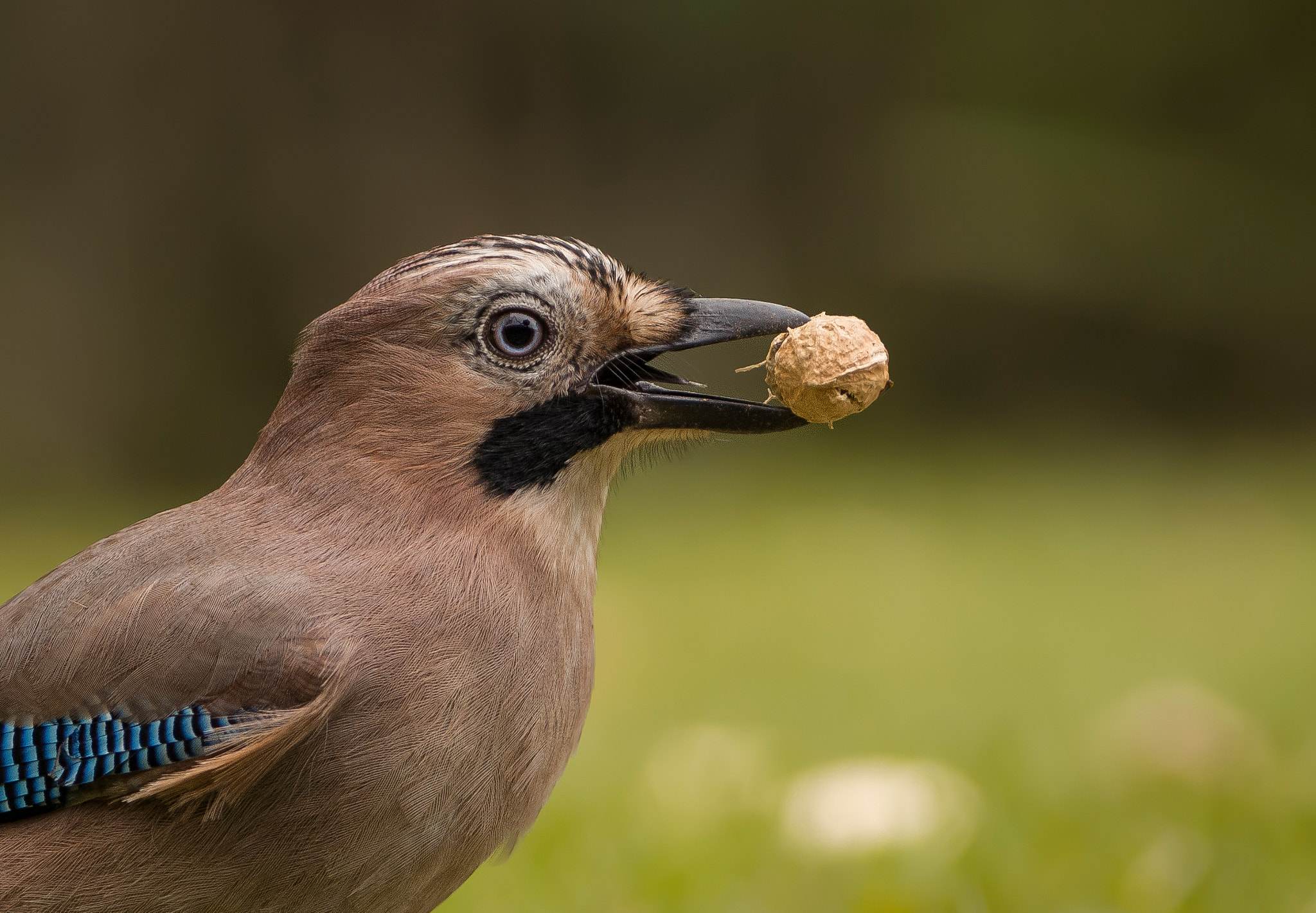 Sigma 150-600mm F5-6.3 DG OS HSM | C sample photo. Portrait hour photography