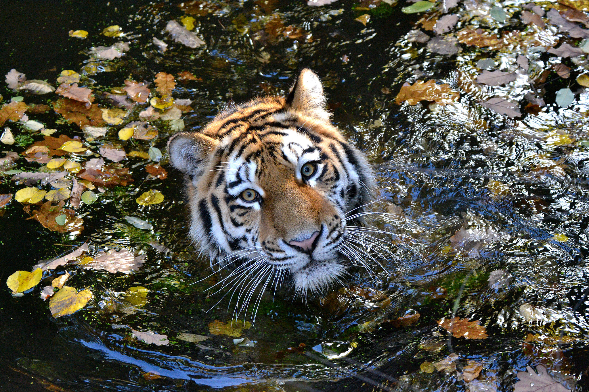 Nikon D3100 + Sigma 50-500mm F4.5-6.3 DG OS HSM sample photo. Tiger swimming photography