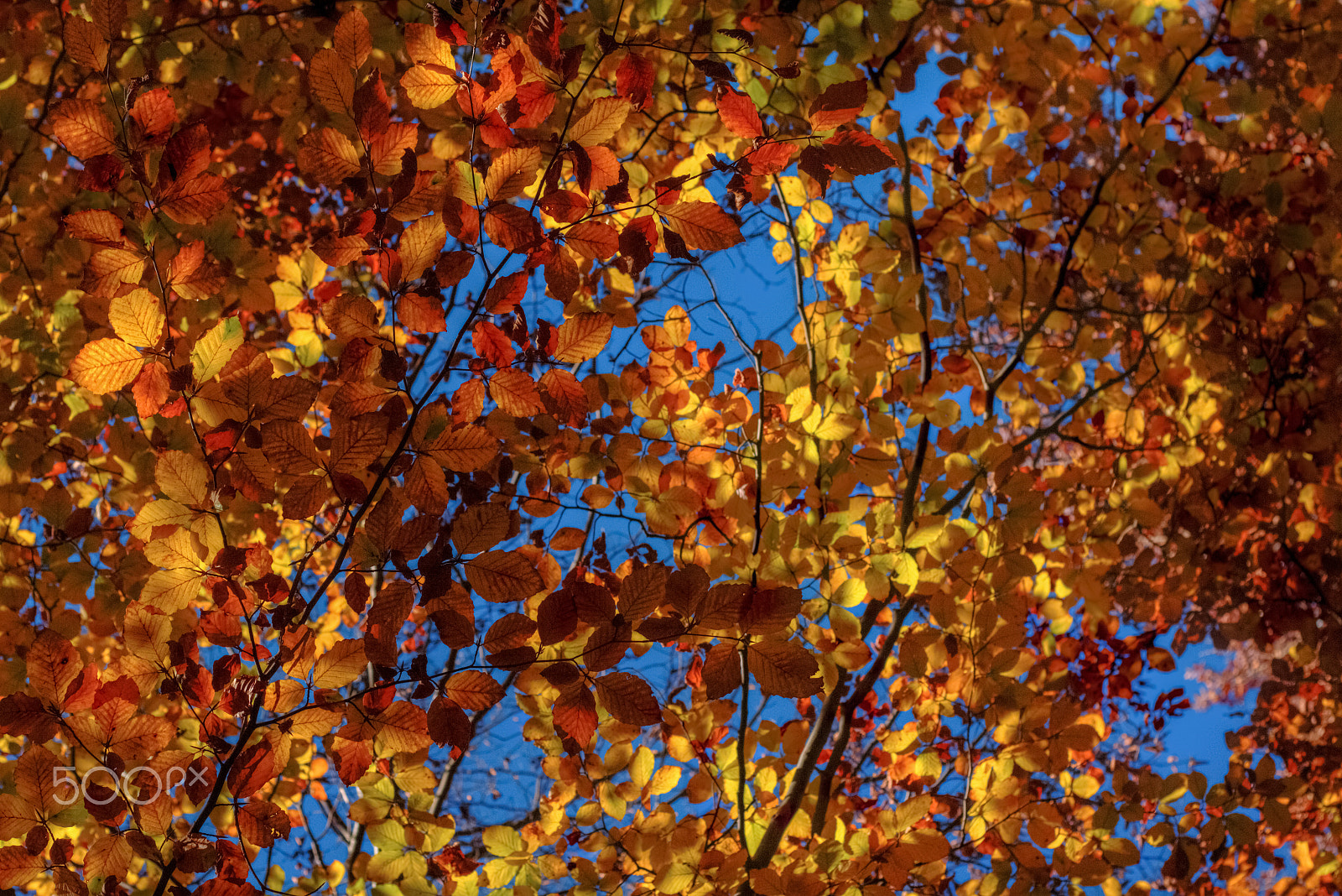 Canon EOS M + Canon EF 50mm F1.8 II sample photo. Autumn foliage photography