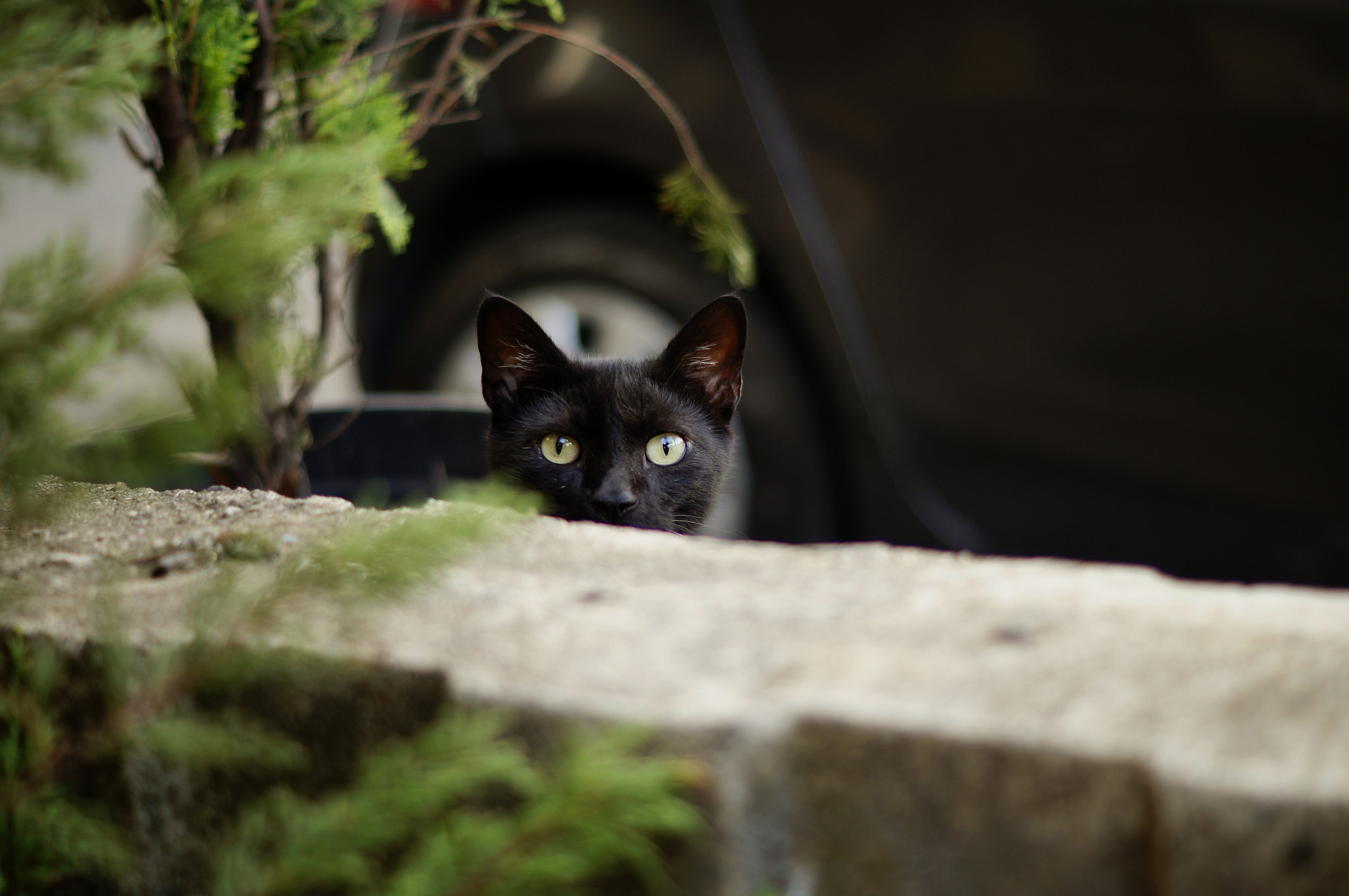 Sony SLT-A37 + Sony DT 50mm F1.8 SAM sample photo. Kedi siyah bakış.... photography