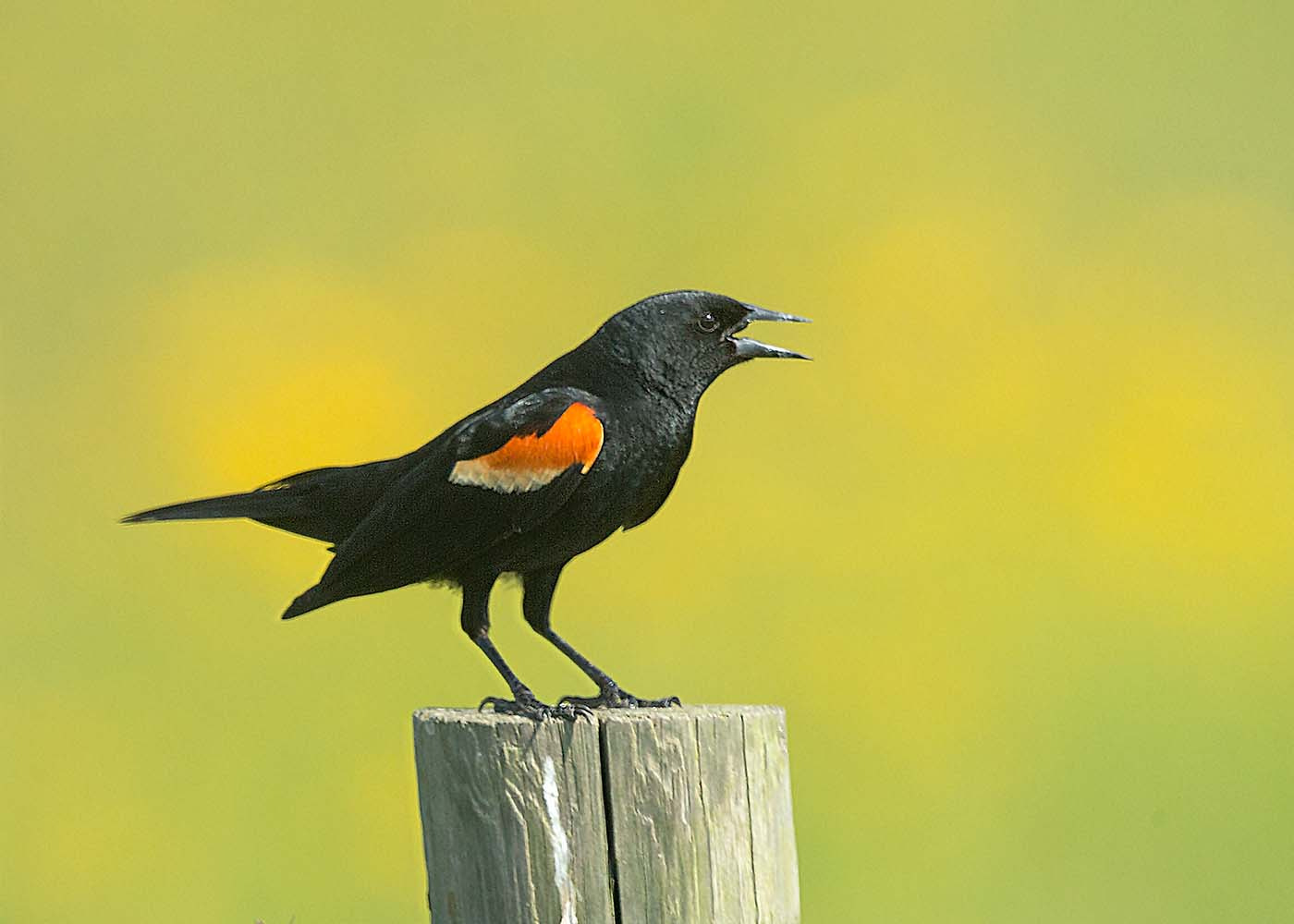 Canon EF 500mm F4L IS II USM sample photo. Red winged blackbird photography
