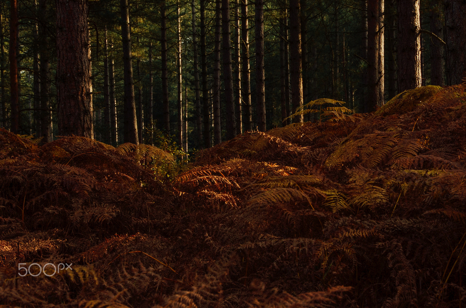 Sigma 18-250mm F3.5-6.3 DC OS HSM sample photo. West moors valley photography
