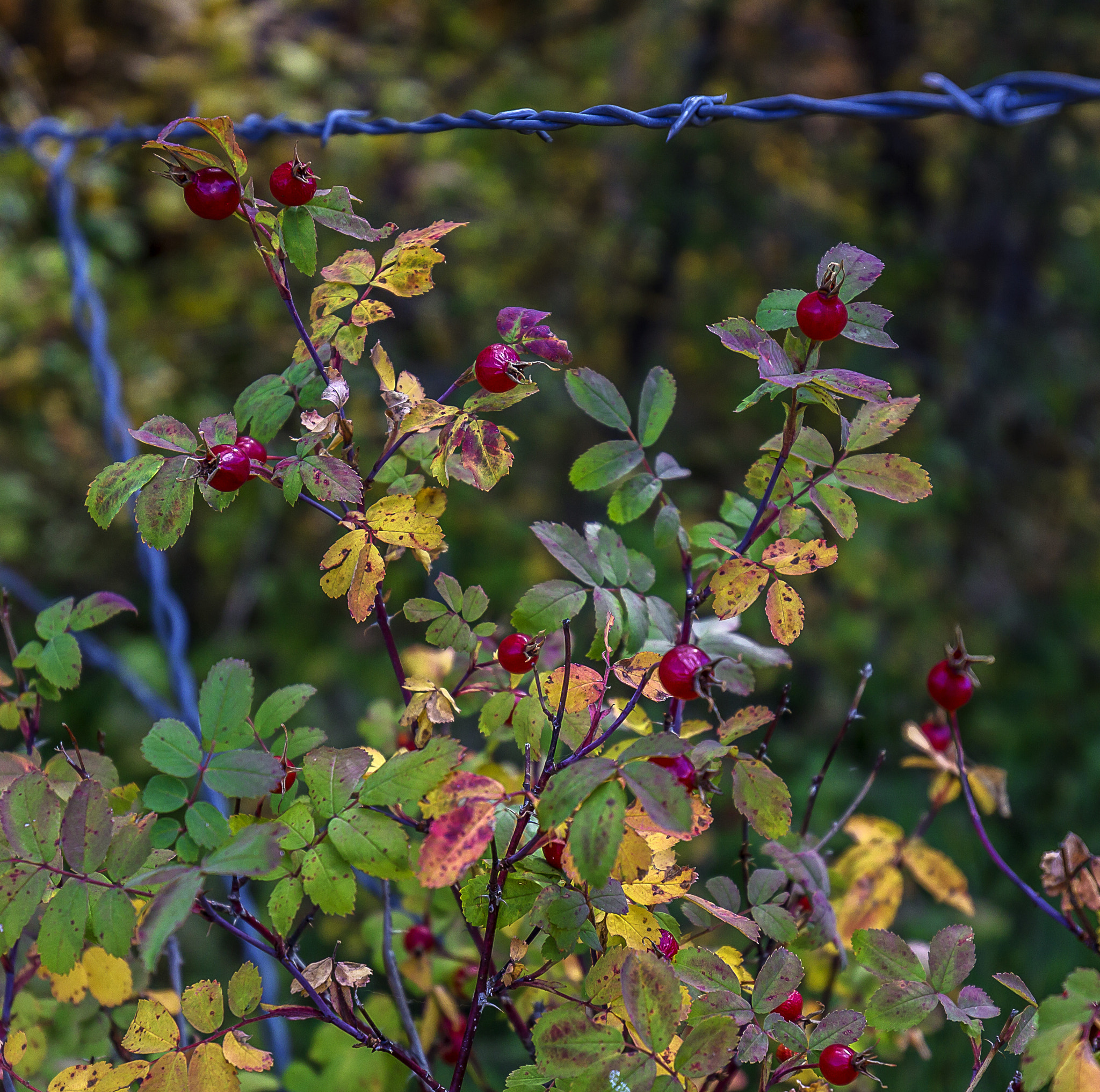 Canon EF 16-35mm F4L IS USM sample photo. Wild rose hips photography