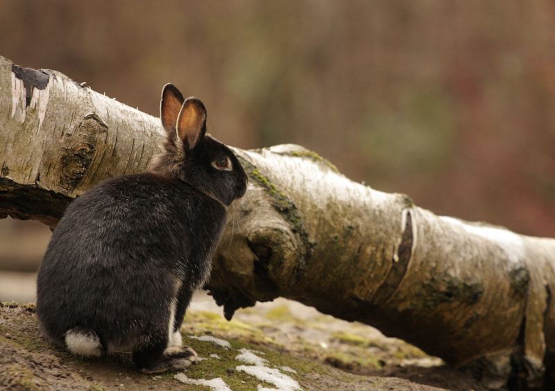 Canon EOS 40D + Canon EF 70-200mm F4L USM sample photo. Ready for winter? photography