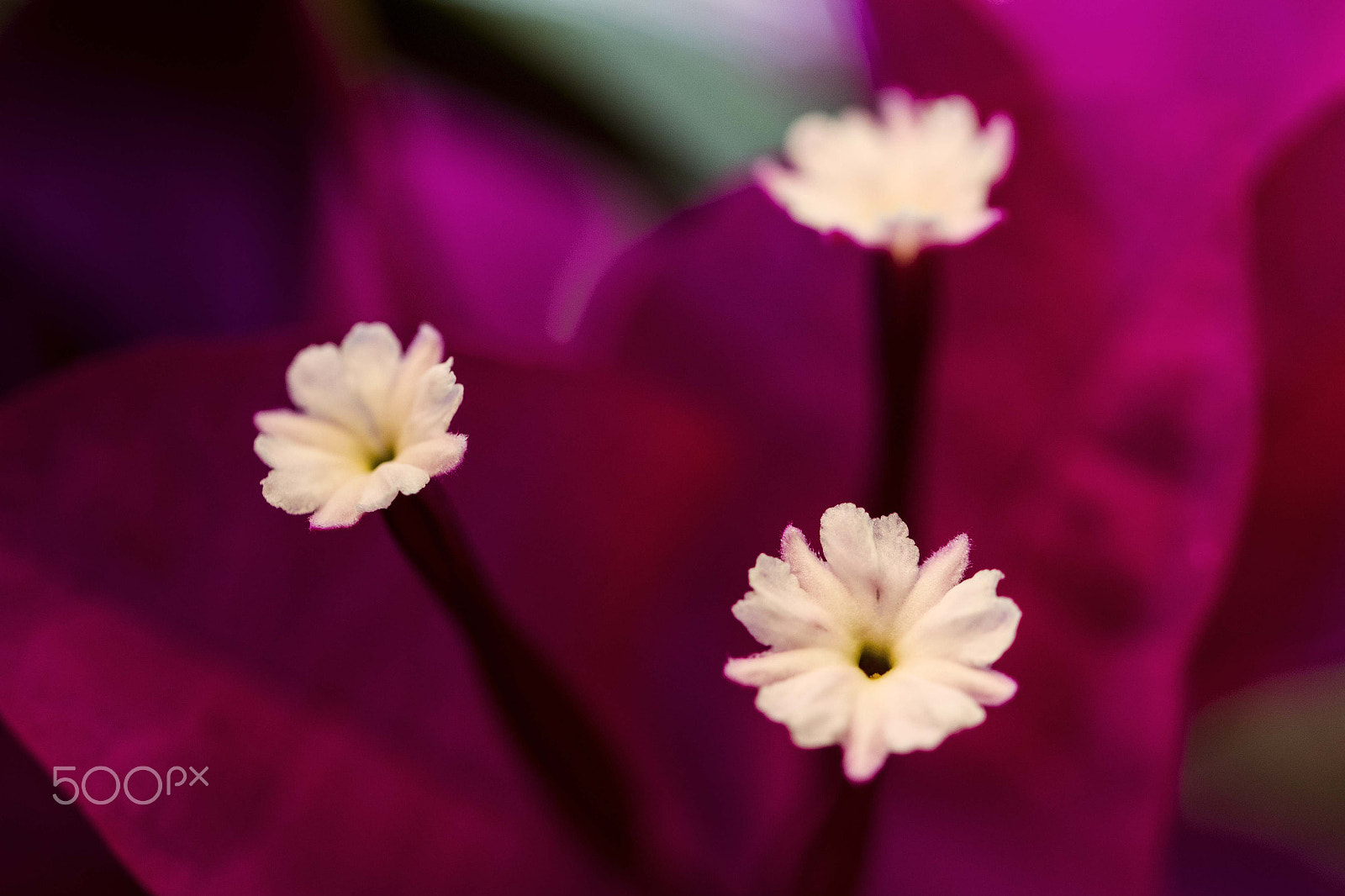 Canon EF 100mm F2.8L Macro IS USM sample photo. Buganvilla 2 photography