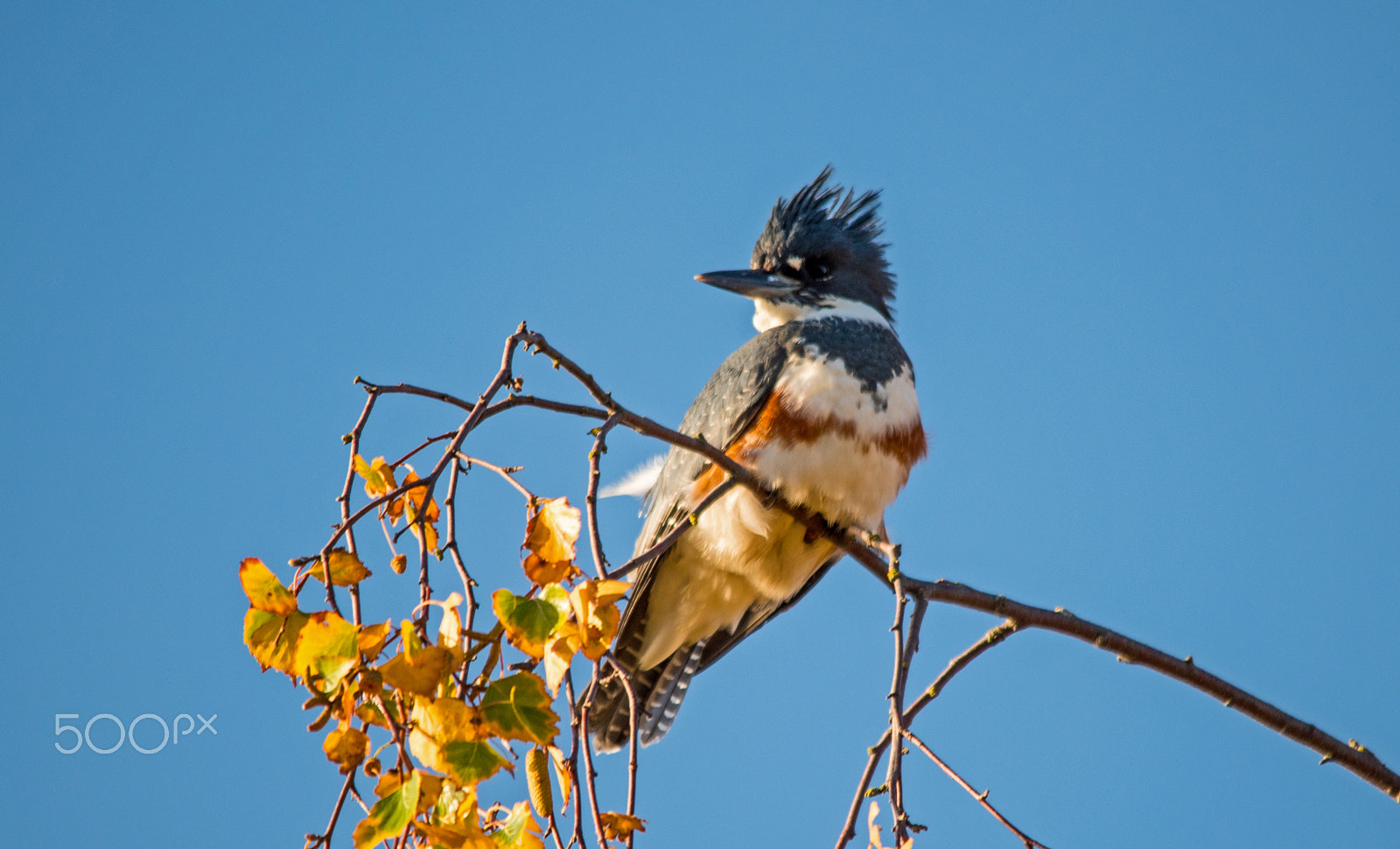 Sigma 150-500mm F5-6.3 DG OS HSM sample photo. Fisherman photography